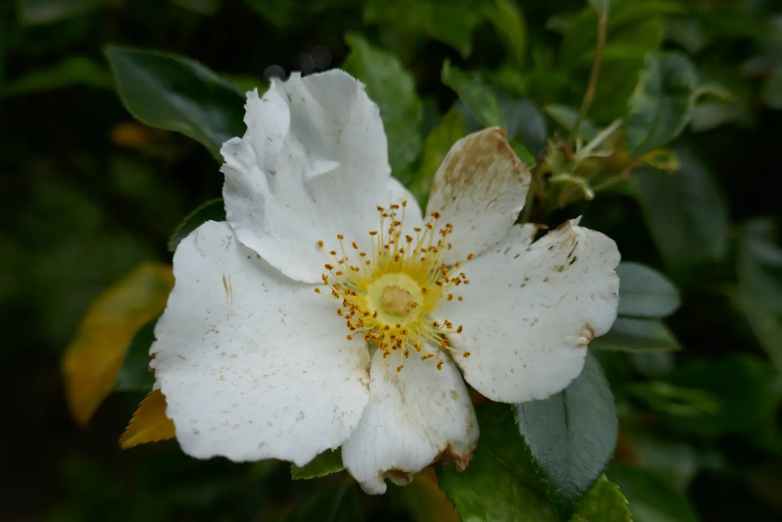 Climbing Rose, Cherokee Rose (Rosa Laevigata) — deep green leaves that provide a striking backdrop to the delicate blooms, image 38