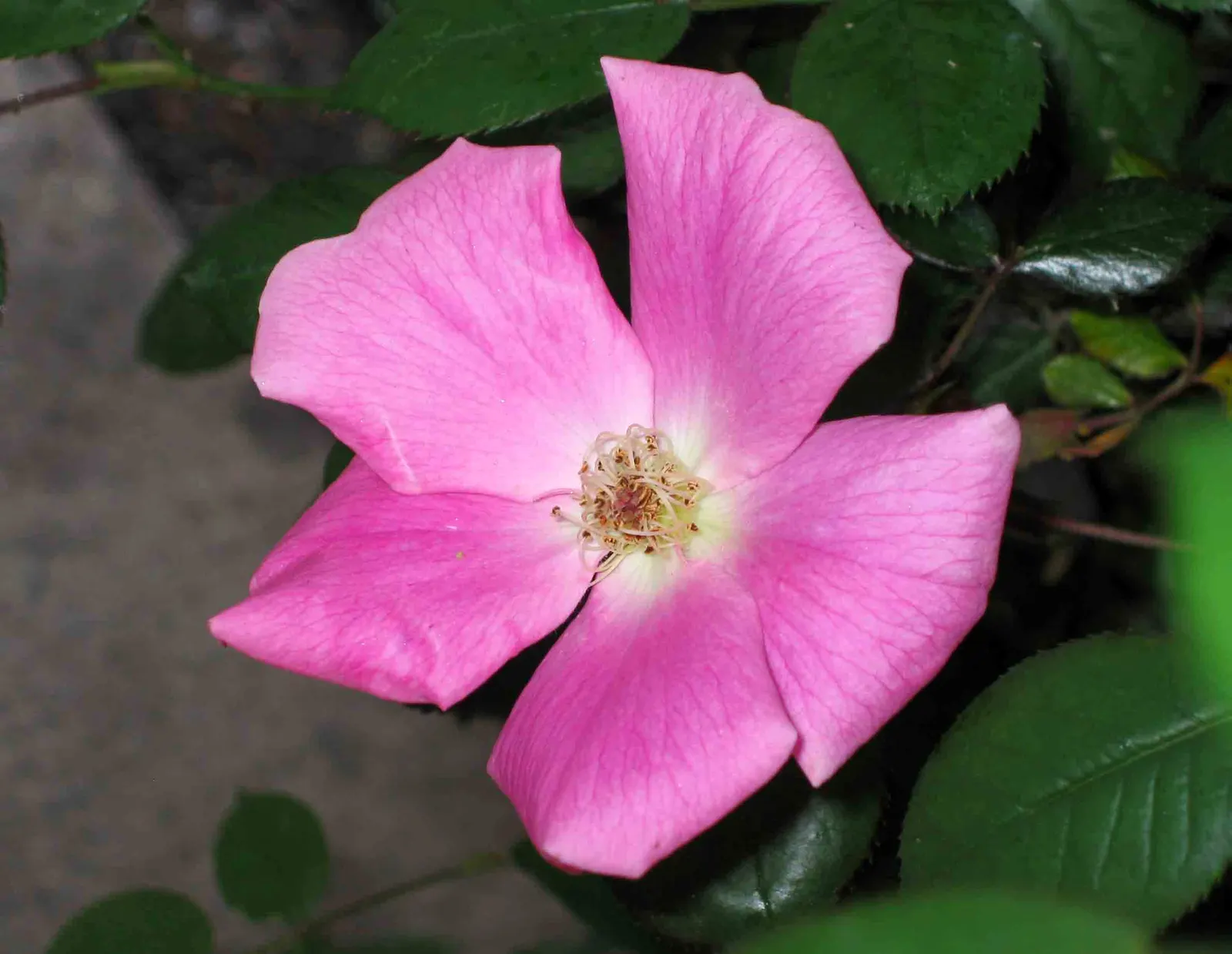 Climbing Rose, Cherokee Rose (Rosa Laevigata) — or trellises that demand vertical interest