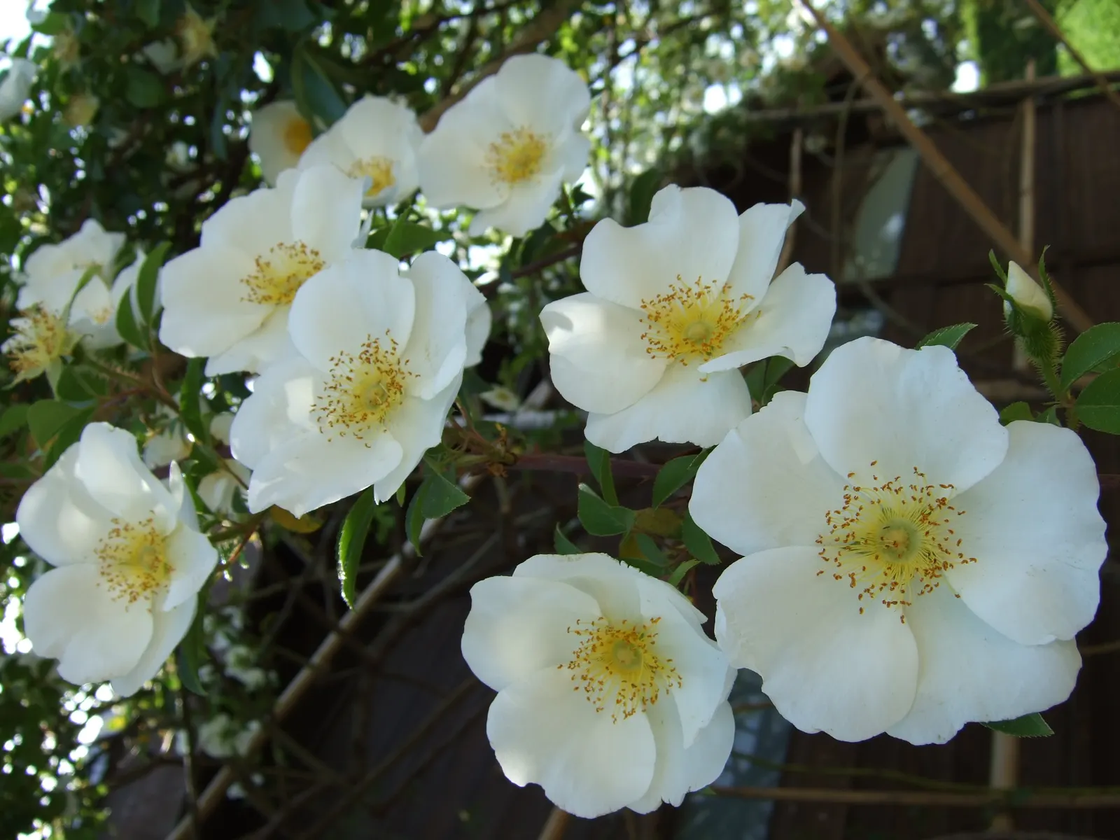 Climbing Rose, Cherokee Rose (Rosa Laevigata) — is a robust climbing rose that holds significant historical and cultural value
