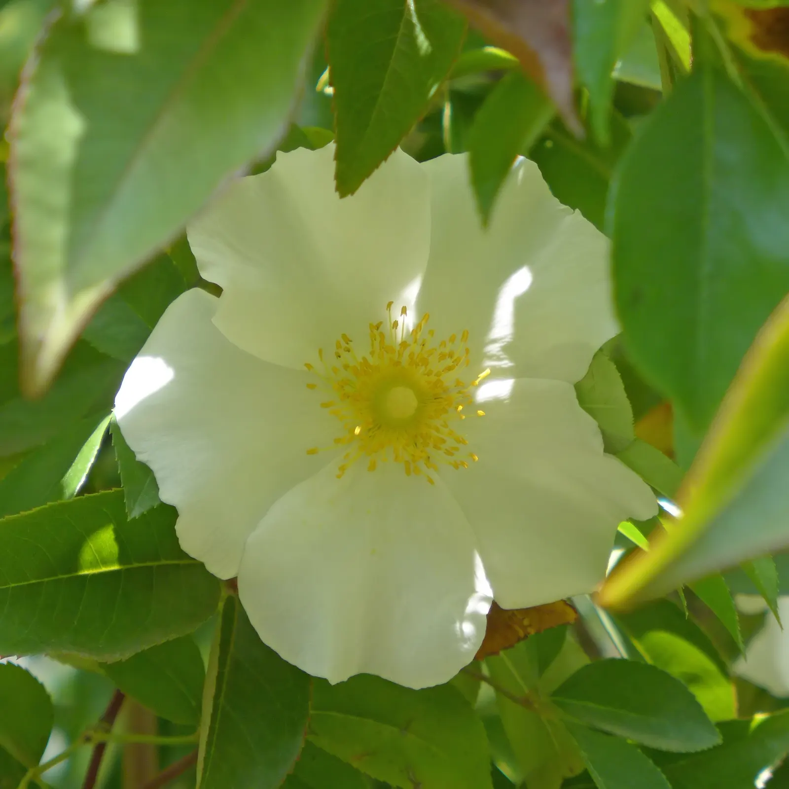Climbing Rose, Cherokee Rose (Rosa Laevigata) — deep green leaves that provide a striking backdrop to the delicate blooms