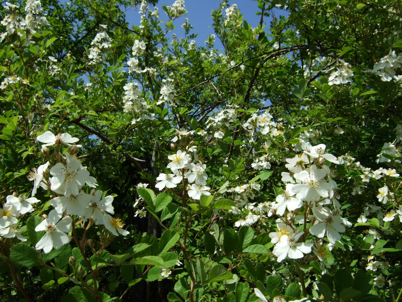 Climbing Rose, Cherokee Rose (Rosa Laevigata) — is a robust climbing rose that holds significant historical and cultural value; its emblematic white flowers
