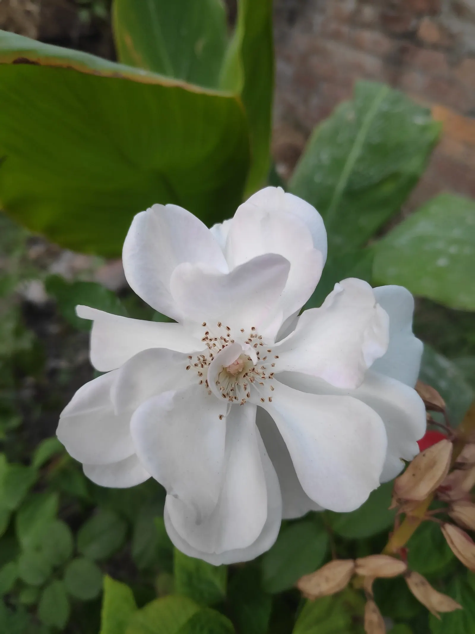 Climbing Rose, Cherokee Rose (Rosa Laevigata) — This rose is not a recurrent bloomer; shrub / vine with multi-colored and white blooms