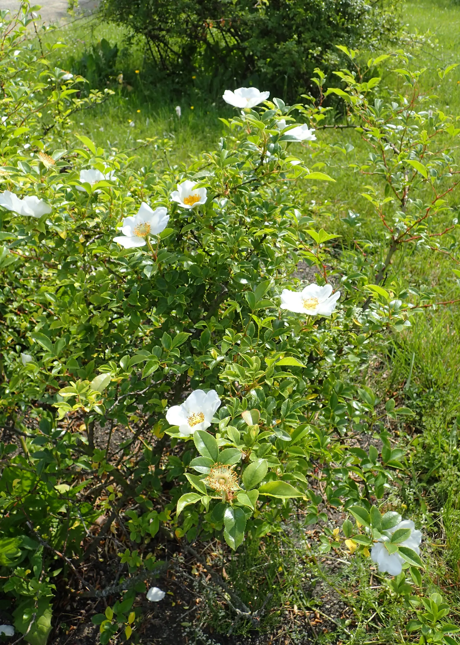 Climbing Rose, Cherokee Rose (Rosa Laevigata) — is a vigorous climbing rose that can reach up to 20 feet in length