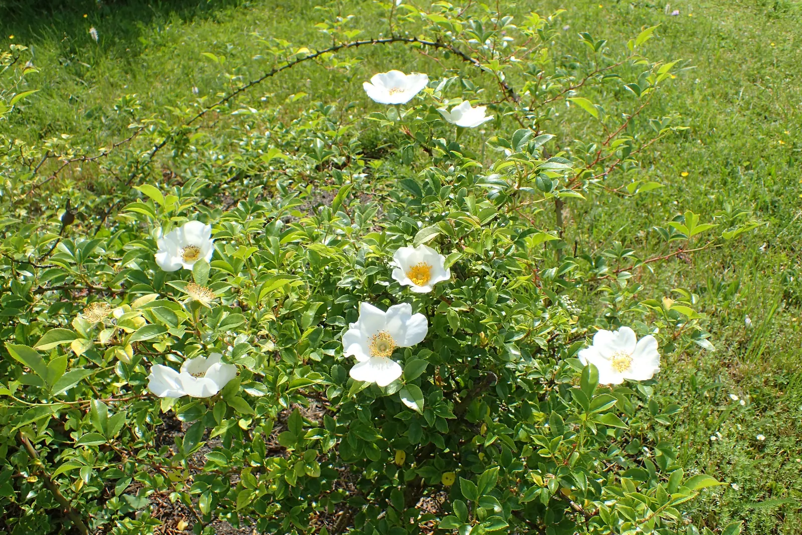 Climbing Rose, Cherokee Rose (Rosa Laevigata) — This plant thrives in full sun to partial shade and prefers well-drained soil