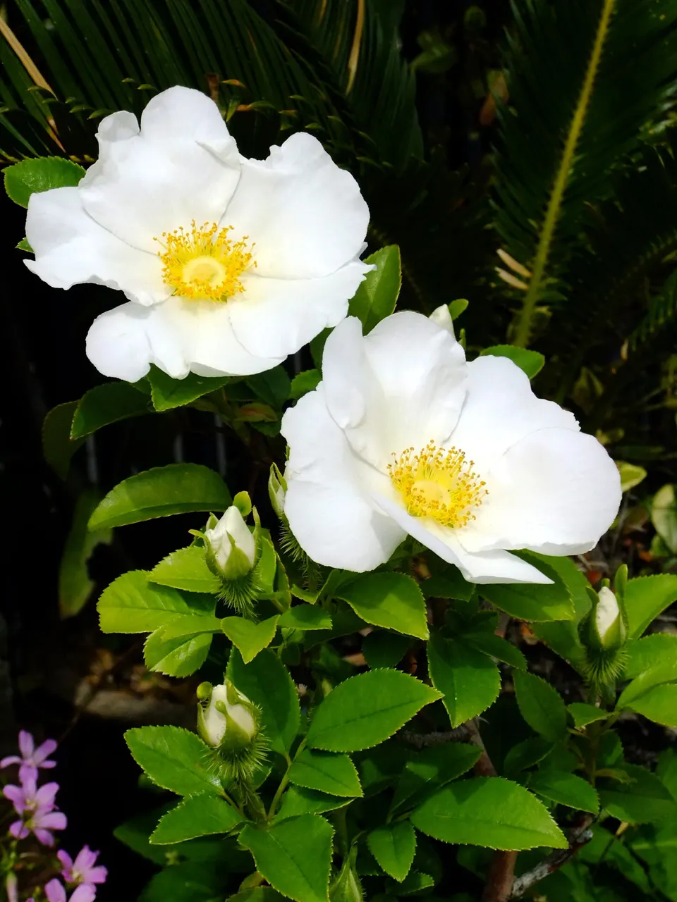 Climbing Rose, Cherokee Rose (Rosa Laevigata) — it shows notable drought tolerance
