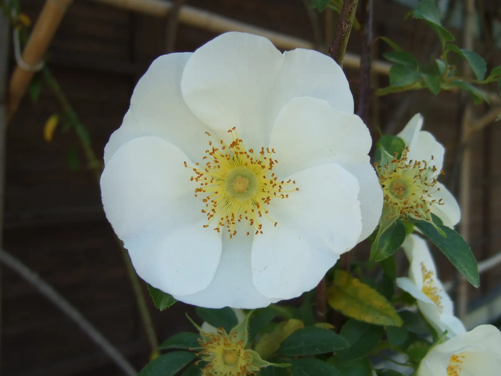 Climbing Rose, Cherokee Rose (Rosa Laevigata) — coupled with a golden center of stamens