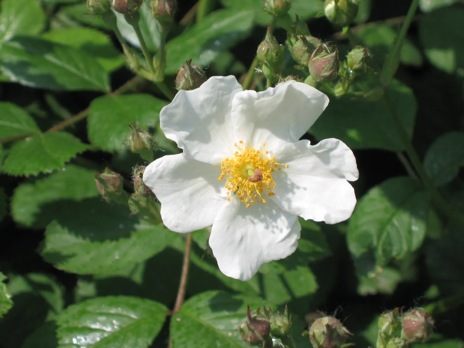 Climbing Rose, Cherokee Rose (Rosa Laevigata) — fragrant white blossoms that appear in spring