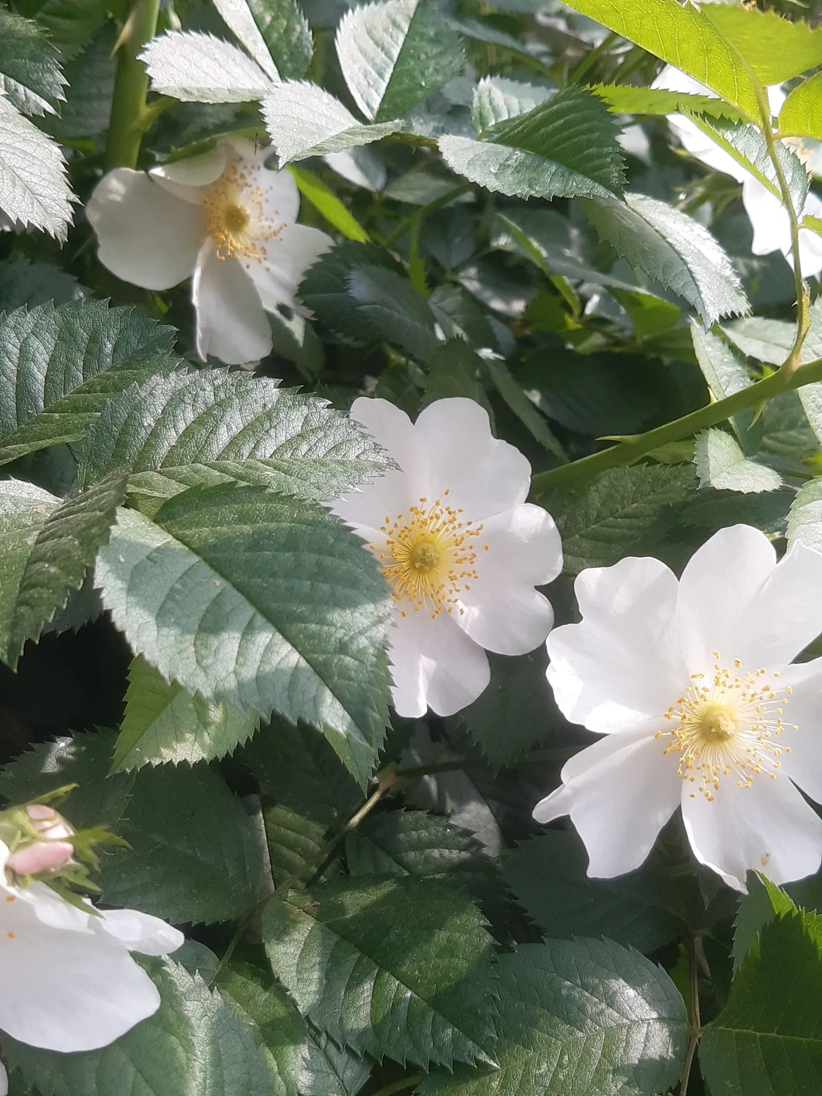 Climbing Rose, Cherokee Rose (Rosa Laevigata) — which typically emerge in the spring; it shows notable drought tolerance