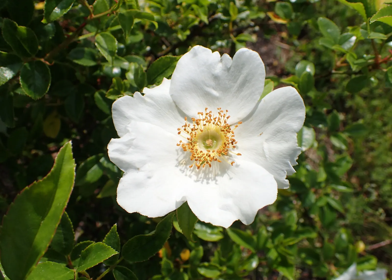Climbing Rose, Cherokee Rose (Rosa Laevigata) — thus deterring common rose ailments.<br><br>The Cherokee Rose is low-maintenance yet high-impact