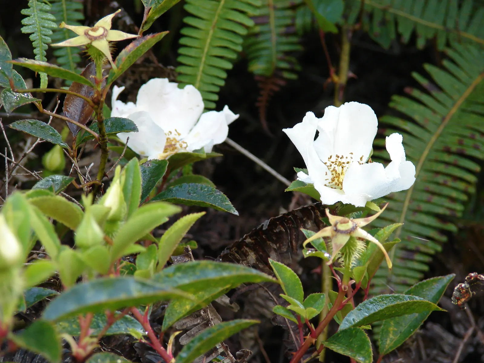 Climbing Rose, Cherokee Rose (Rosa Laevigata) — It is renowned for its pure white blossoms that can span up to 4 inches in diameter