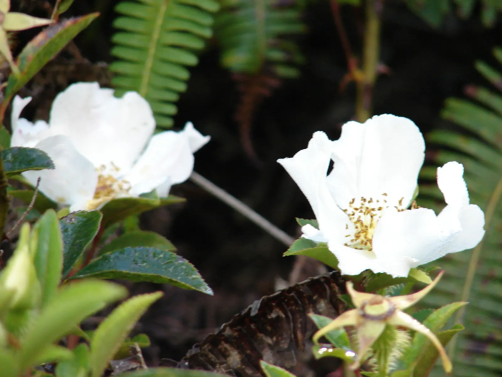 Climbing Rose, Cherokee Rose (Rosa Laevigata) — Hardy and low-maintenance, it's ideal for trellises and fences