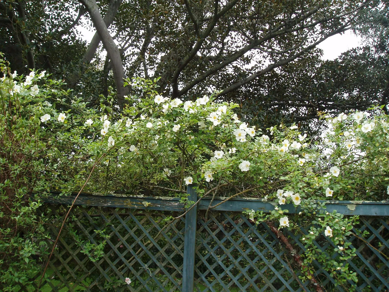 Climbing Rose, Cherokee Rose (Rosa Laevigata) — its emblematic white flowers symbolizing purity and renewal
