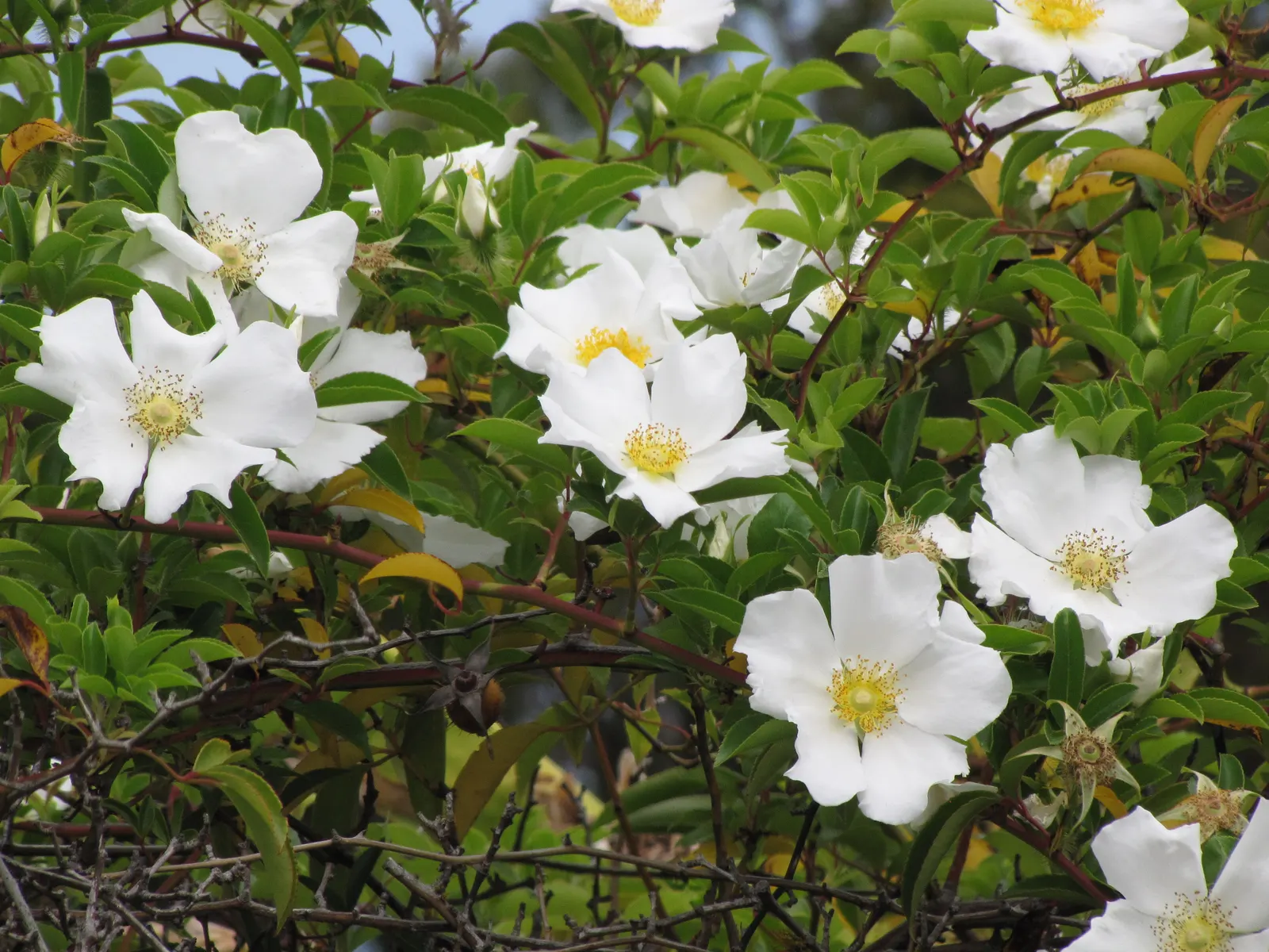 Climbing Rose, Cherokee Rose (Rosa Laevigata) — coupled with a golden center of stamens; which typically emerge in the spring