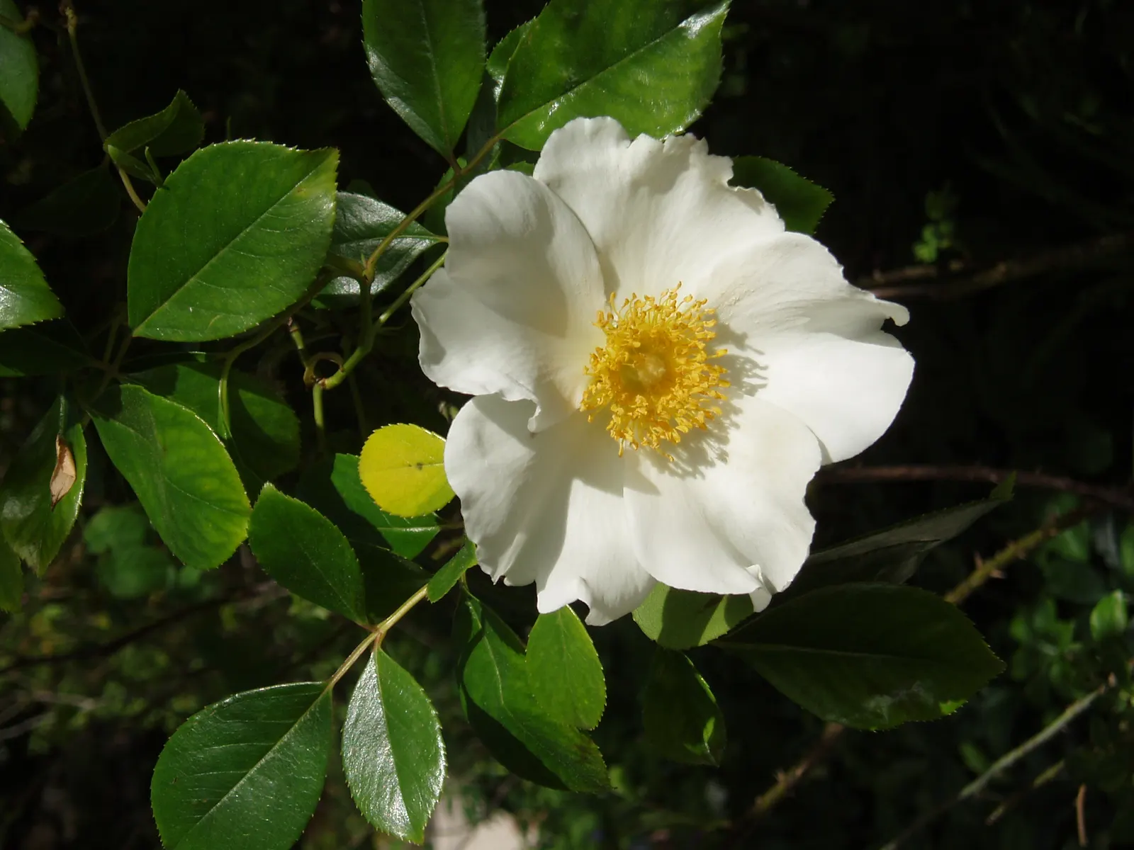 Climbing Rose, Cherokee Rose (Rosa Laevigata) — multi-colored and white flowers in the garden