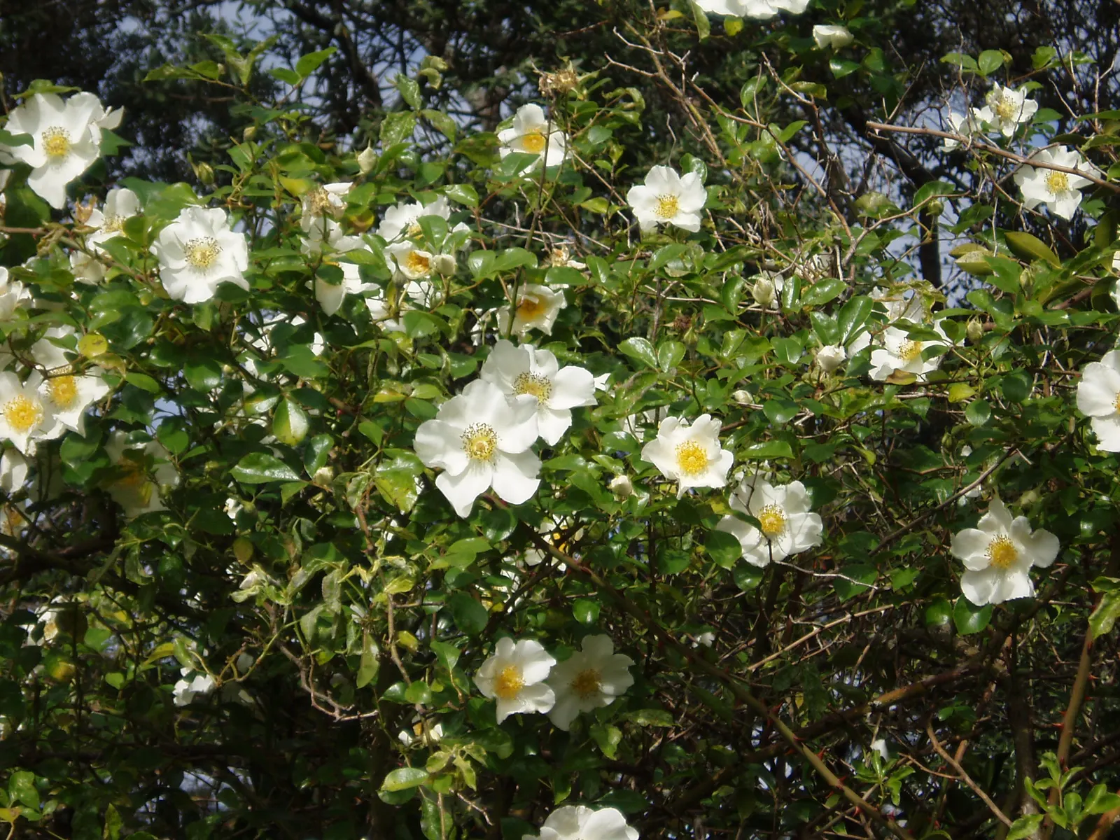 Climbing Rose, Cherokee Rose (Rosa Laevigata) — this rose can reach a mature height of up to 15 feet with a spread of approximately 10 feet