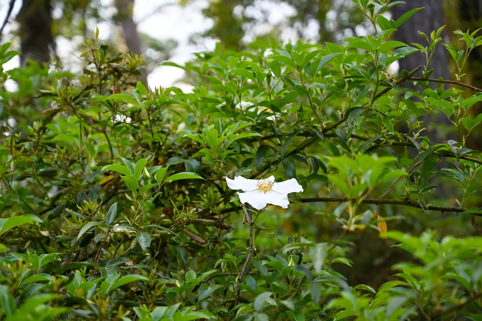 Climbing Rose, Cherokee Rose (Rosa Laevigata) — Each flower, reaching up to 5 inches in diameter, features a golden center; shrub / vine for full