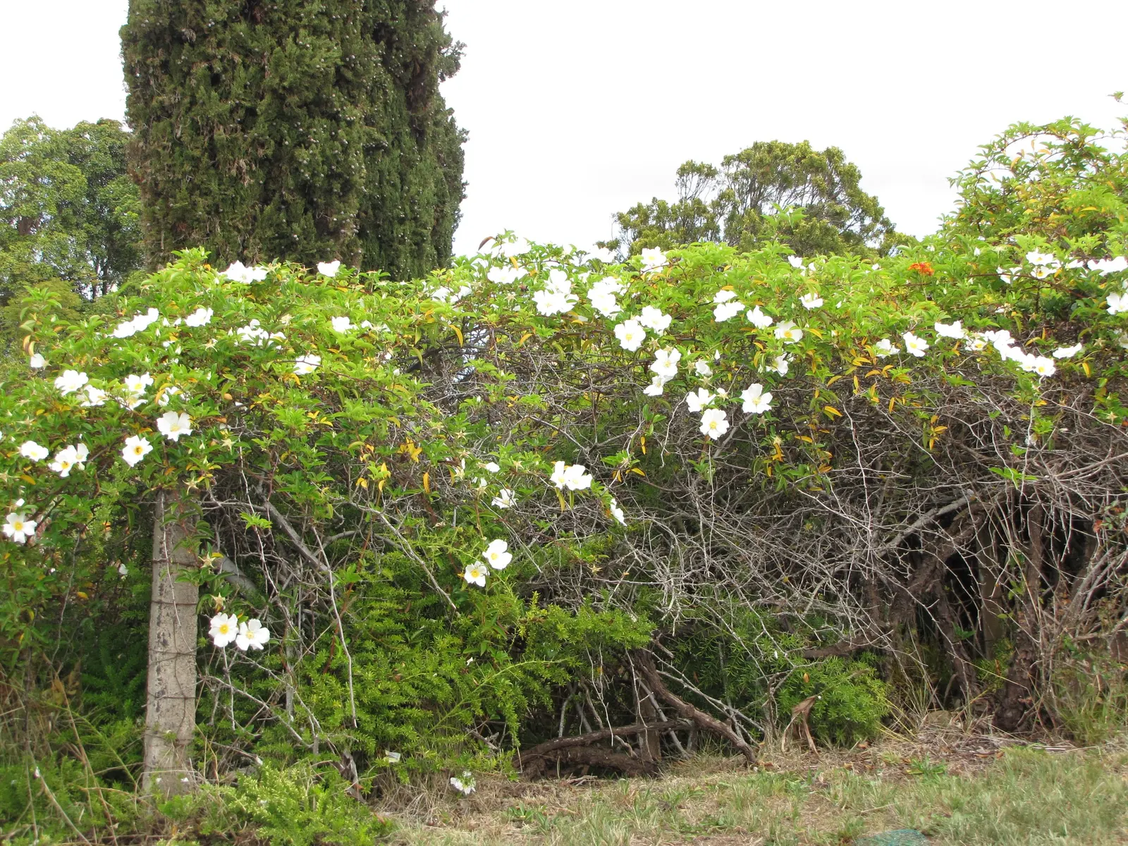 Climbing Rose, Cherokee Rose (Rosa Laevigata) — meaning its floral display occurs once a year; hardy and low-maintenance, it's ideal for trellises and fences