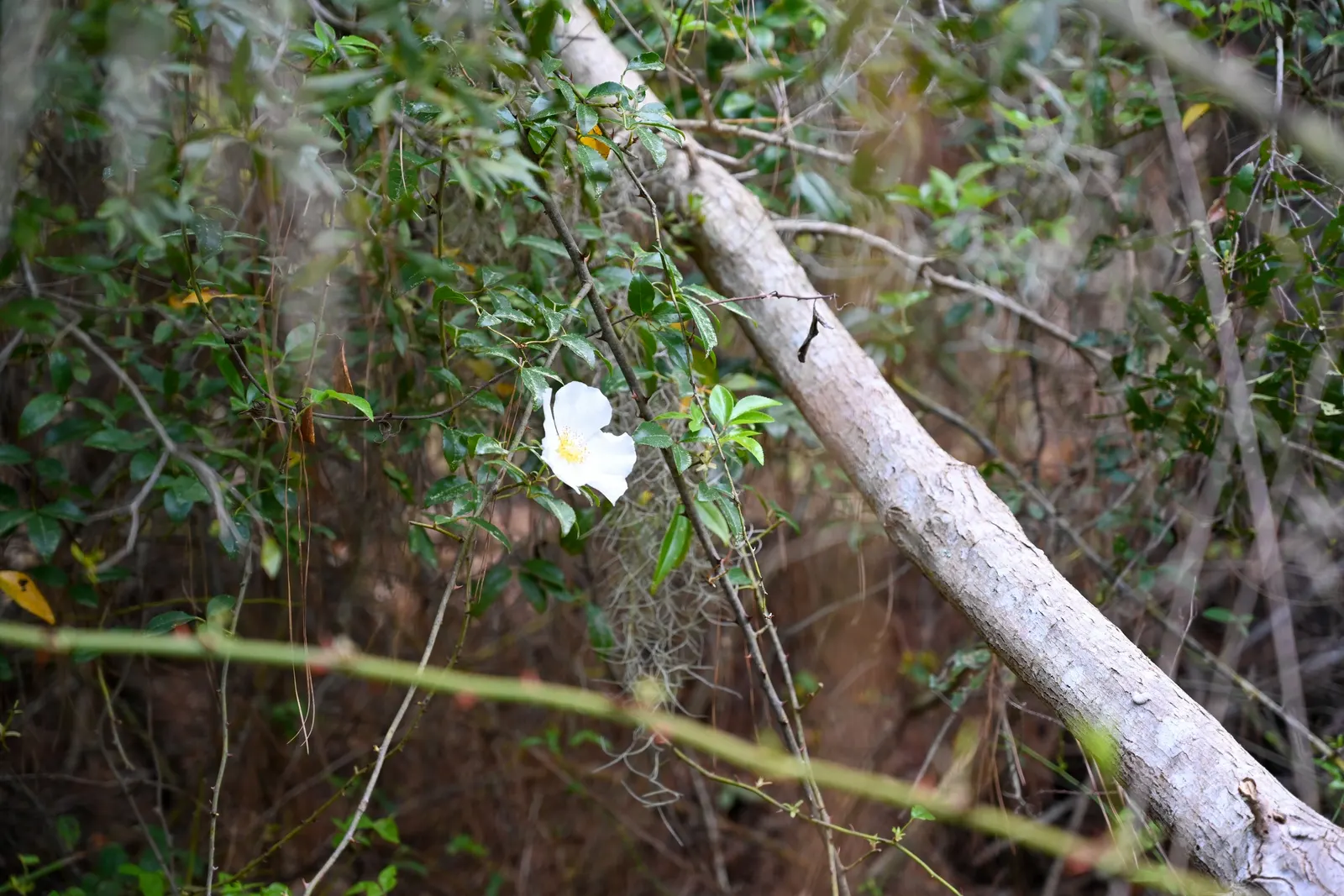 Climbing Rose, Cherokee Rose (Rosa Laevigata) — Hardy and low-maintenance, it's ideal for trellises and fences; this rose can reach a mature height of up to 15