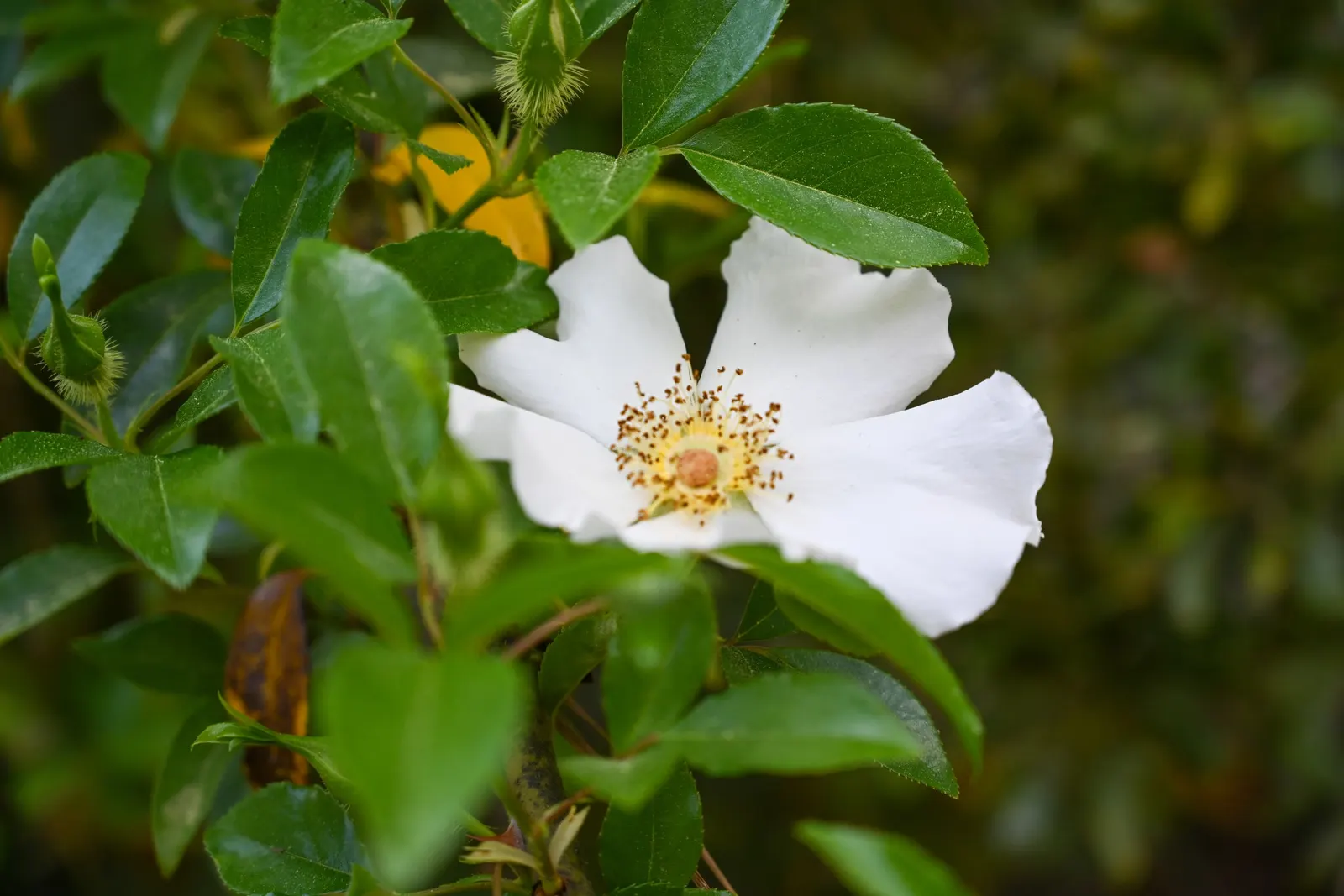 Climbing Rose, Cherokee Rose (Rosa Laevigata) — shrub / vine with multi-colored and white blooms