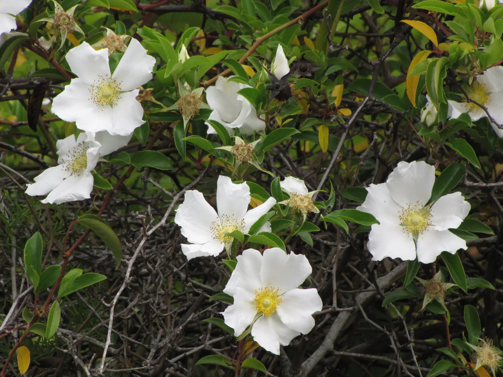 Climbing Rose, Cherokee Rose (Rosa Laevigata) — It is renowned for its pure white blossoms that can span up to 4 inches in diameter; fragrant white blossoms