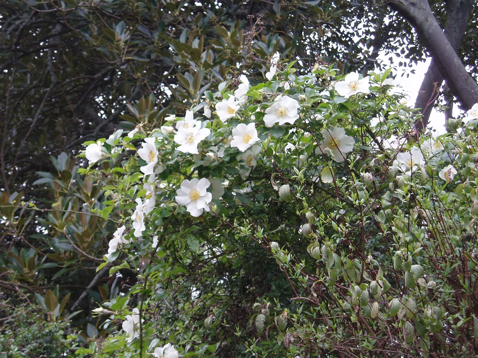Climbing Rose, Cherokee Rose (Rosa Laevigata) — Provide well-drained soil and ensure proper spacing to promote air circulation
