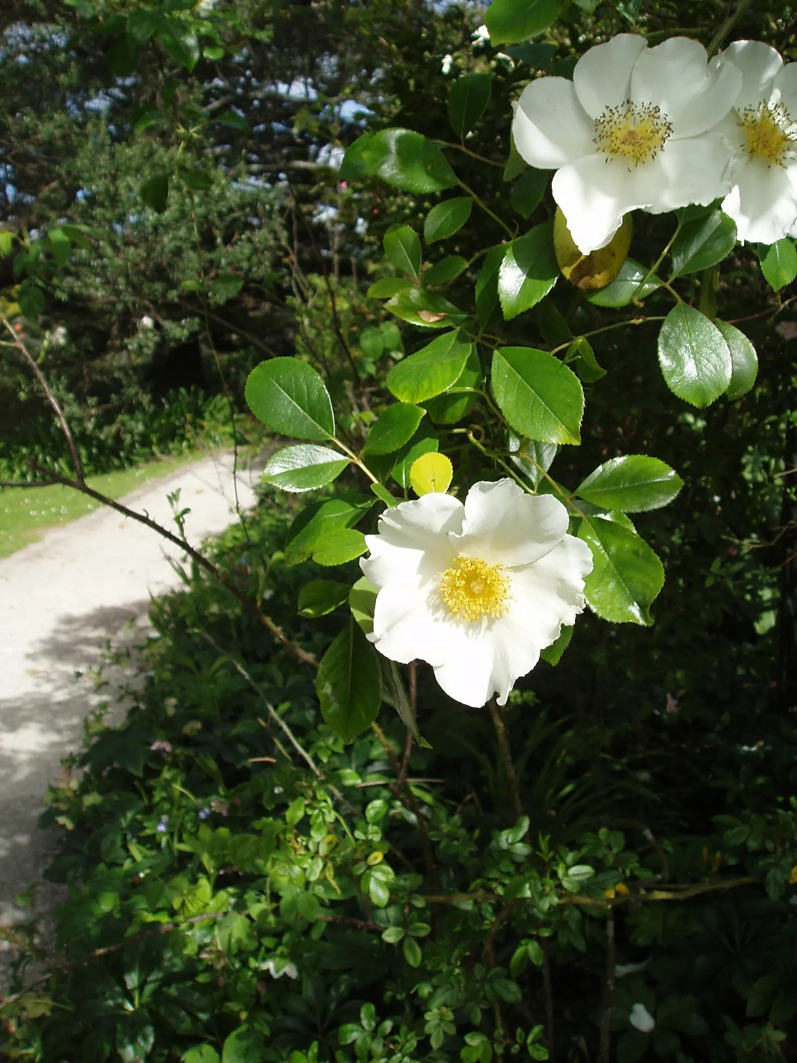 Climbing Rose, Cherokee Rose (Rosa Laevigata) — making it an ideal choice for fences