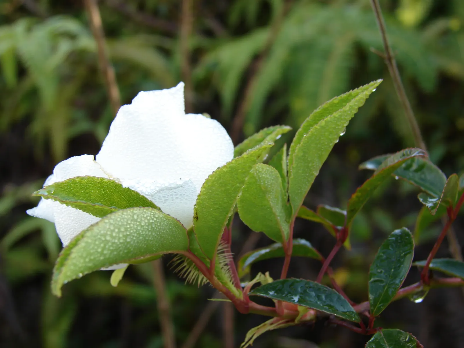 Climbing Rose, Cherokee Rose (Rosa Laevigata) — meaning its floral display occurs once a year
