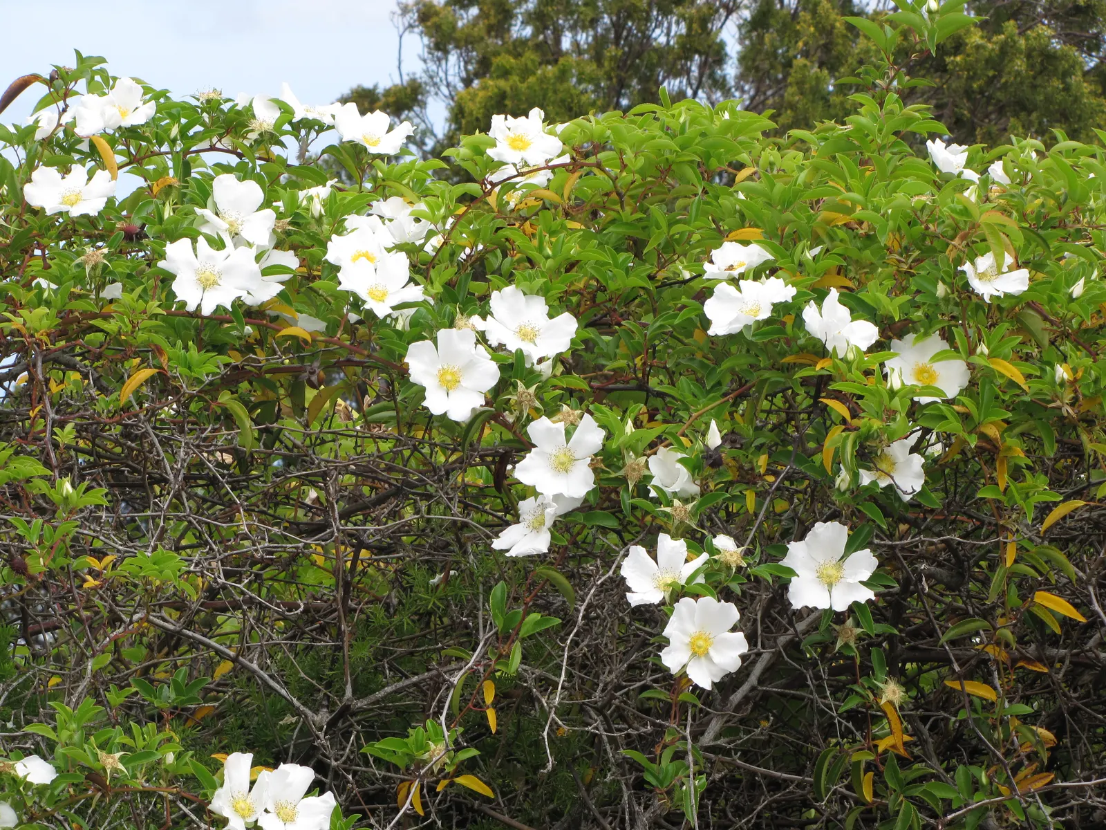 Climbing Rose, Cherokee Rose (Rosa Laevigata) — commonly known as the Cherokee Rose