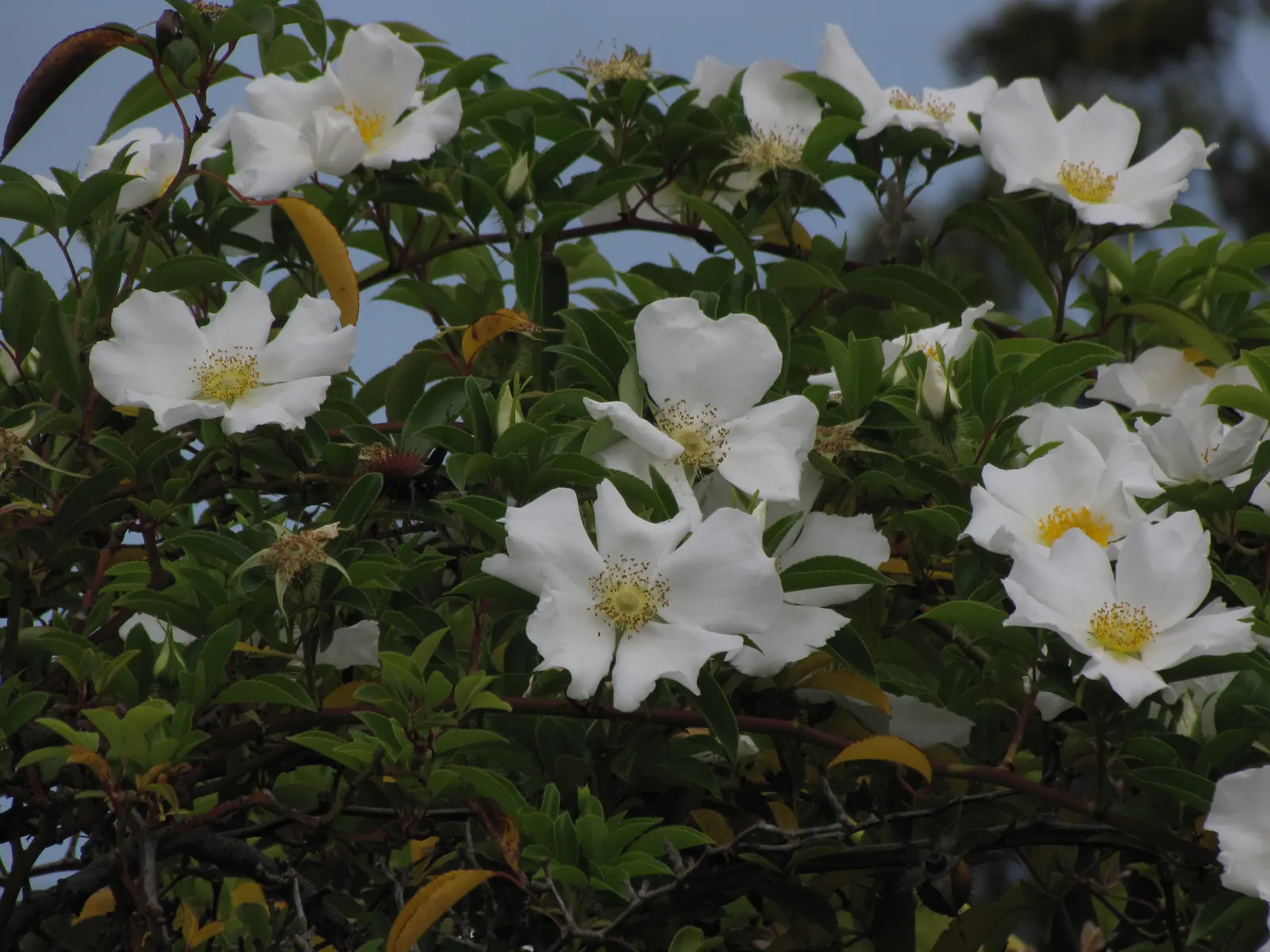 Climbing Rose, Cherokee Rose (Rosa Laevigata) — commonly known as the Cherokee Rose; each flower, reaching up to 5 inches in diameter, features a golden center