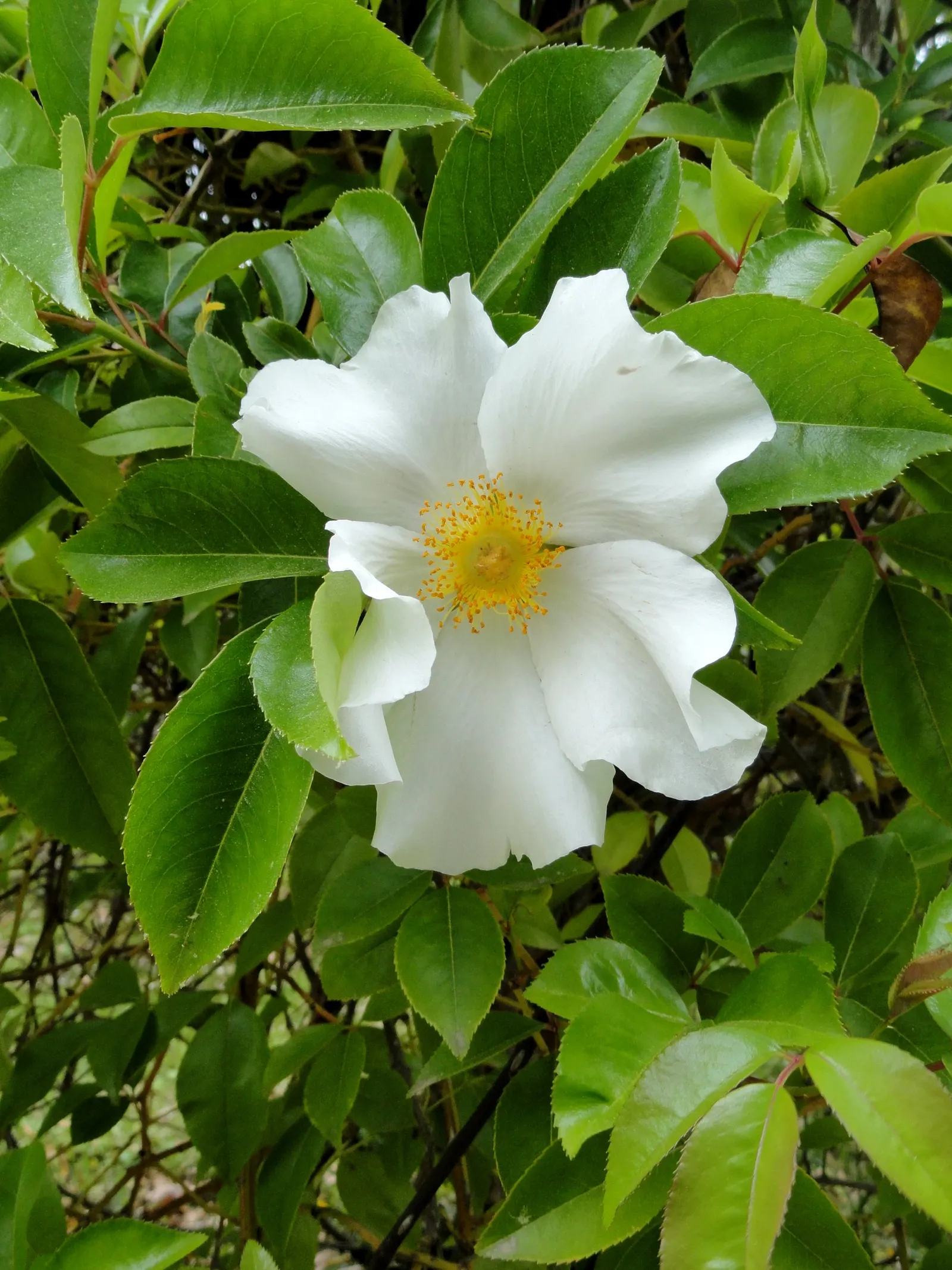 Climbing Rose, Cherokee Rose (Rosa Laevigata) — This plant thrives in full sun to partial shade and prefers well-drained soil; is a robust climbing rose that