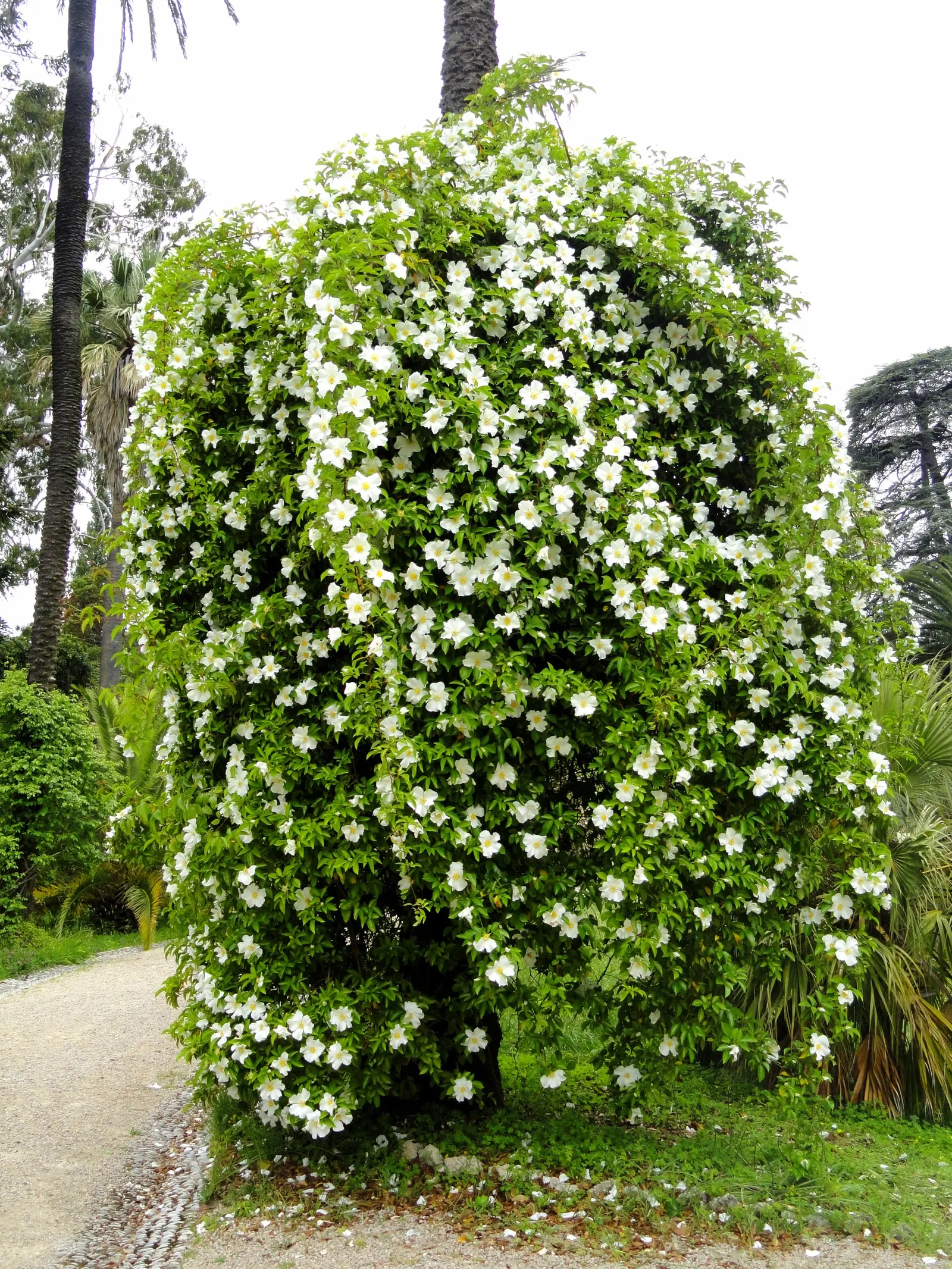 Climbing Rose, Cherokee Rose (Rosa Laevigata) — fragrant white blossoms that appear in spring; making it a resilient addition to regions with variable moisture