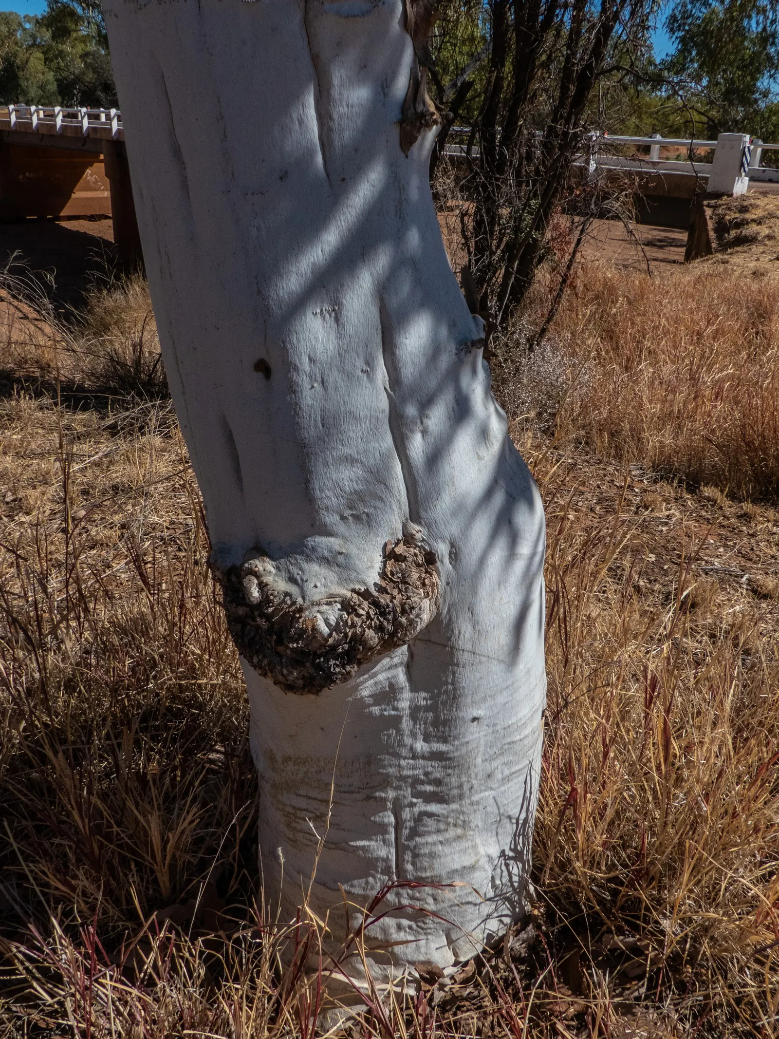 Ghost Gum (Eucalyptus Papuana) — Its narrow, drooping leaves provide light, airy shade
