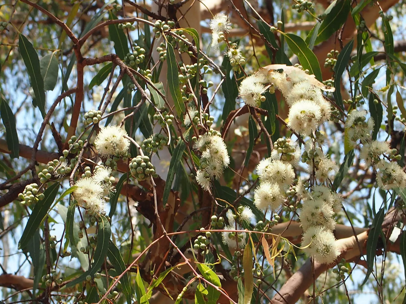 Ghost Gum (Eucalyptus Papuana) — it's important to note that while this tree favors dry