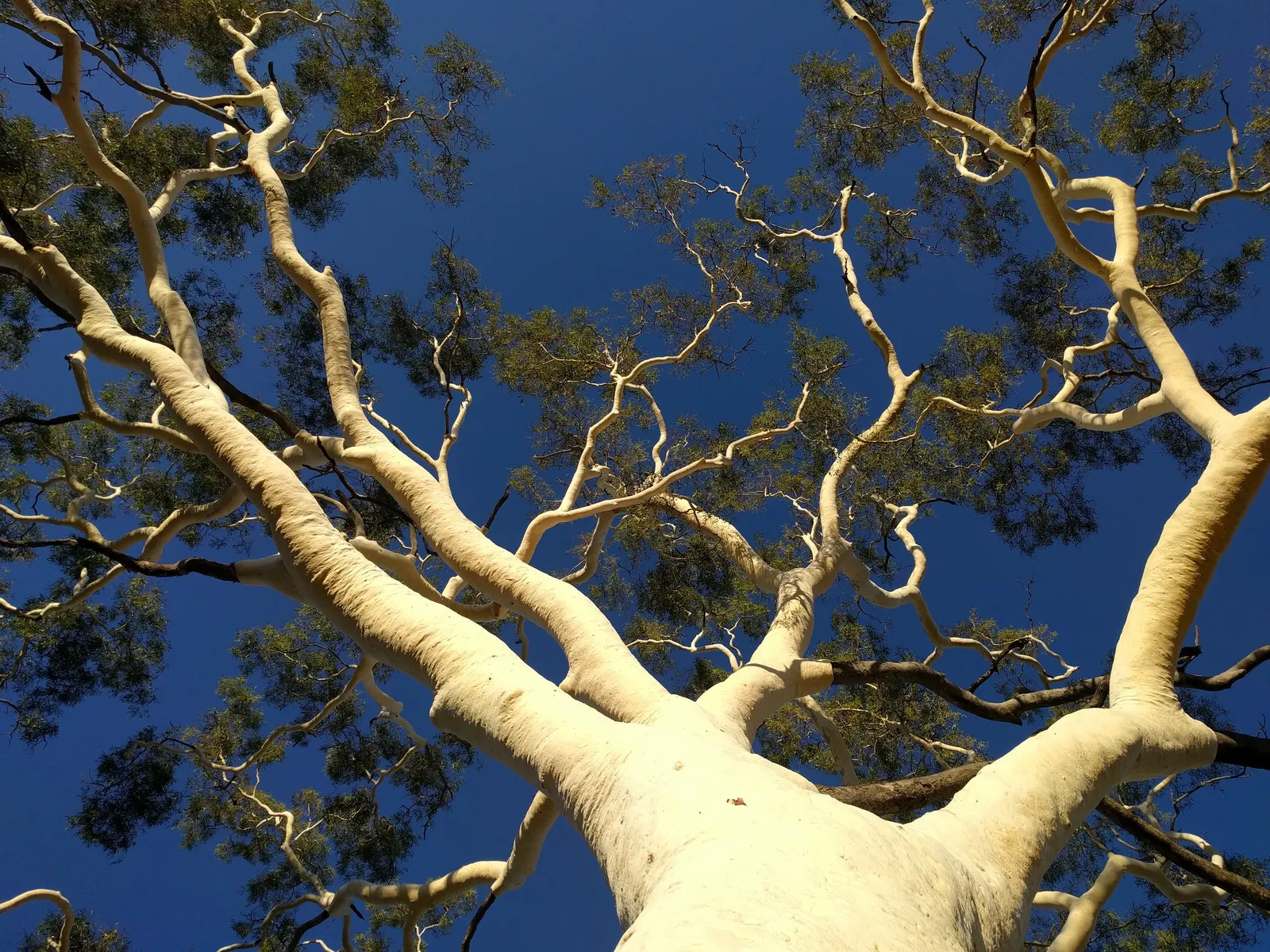 Ghost Gum (Eucalyptus Papuana) — Ideal for accenting landscapes with its distinctive silhouette and minimalist foliage