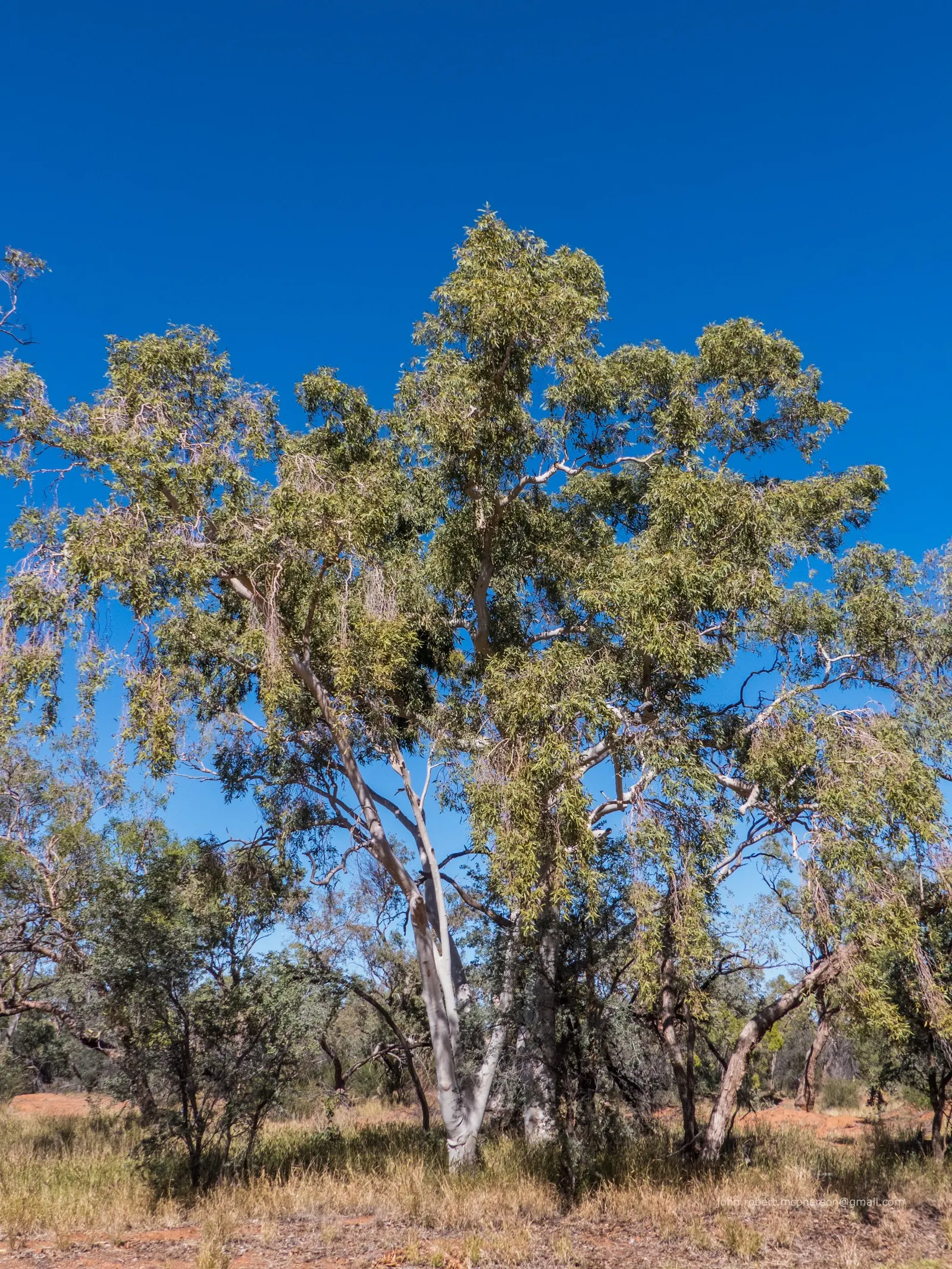 Ghost Gum (Eucalyptus Papuana) — the Ghost Gum thrives in full sunlight and can adapt to a wide range of well-drained soils