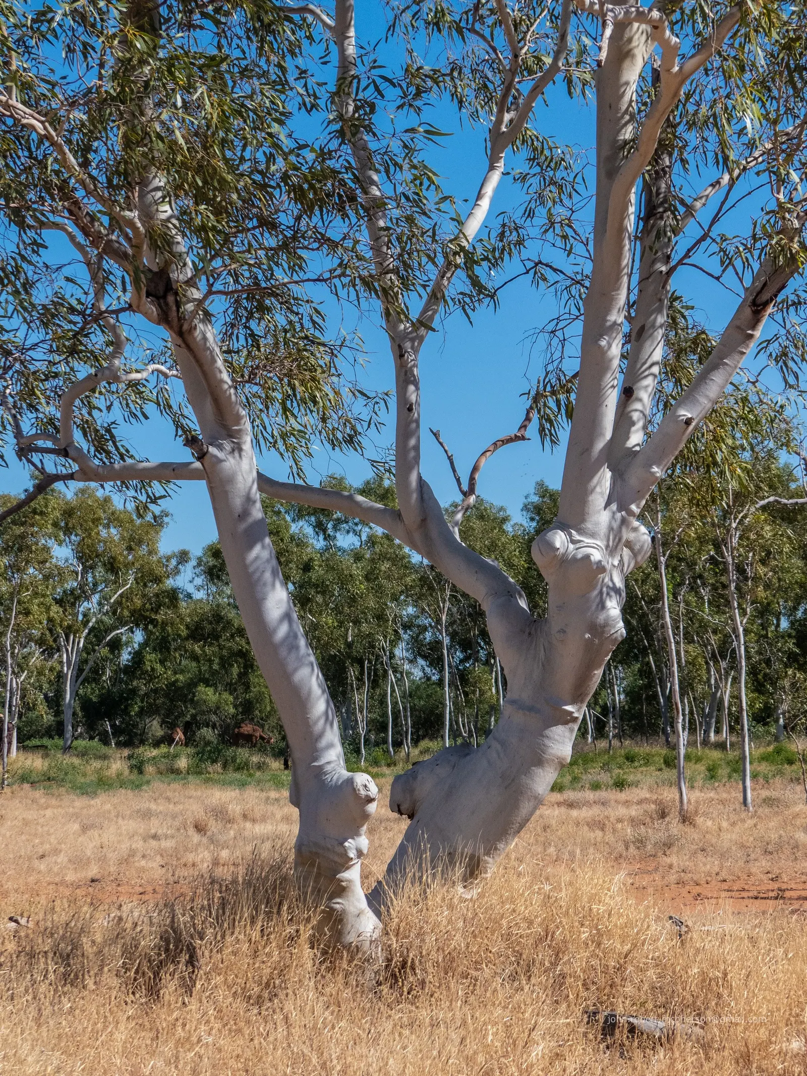Ghost Gum (Eucalyptus Papuana) — Its smooth bark sheds in patches