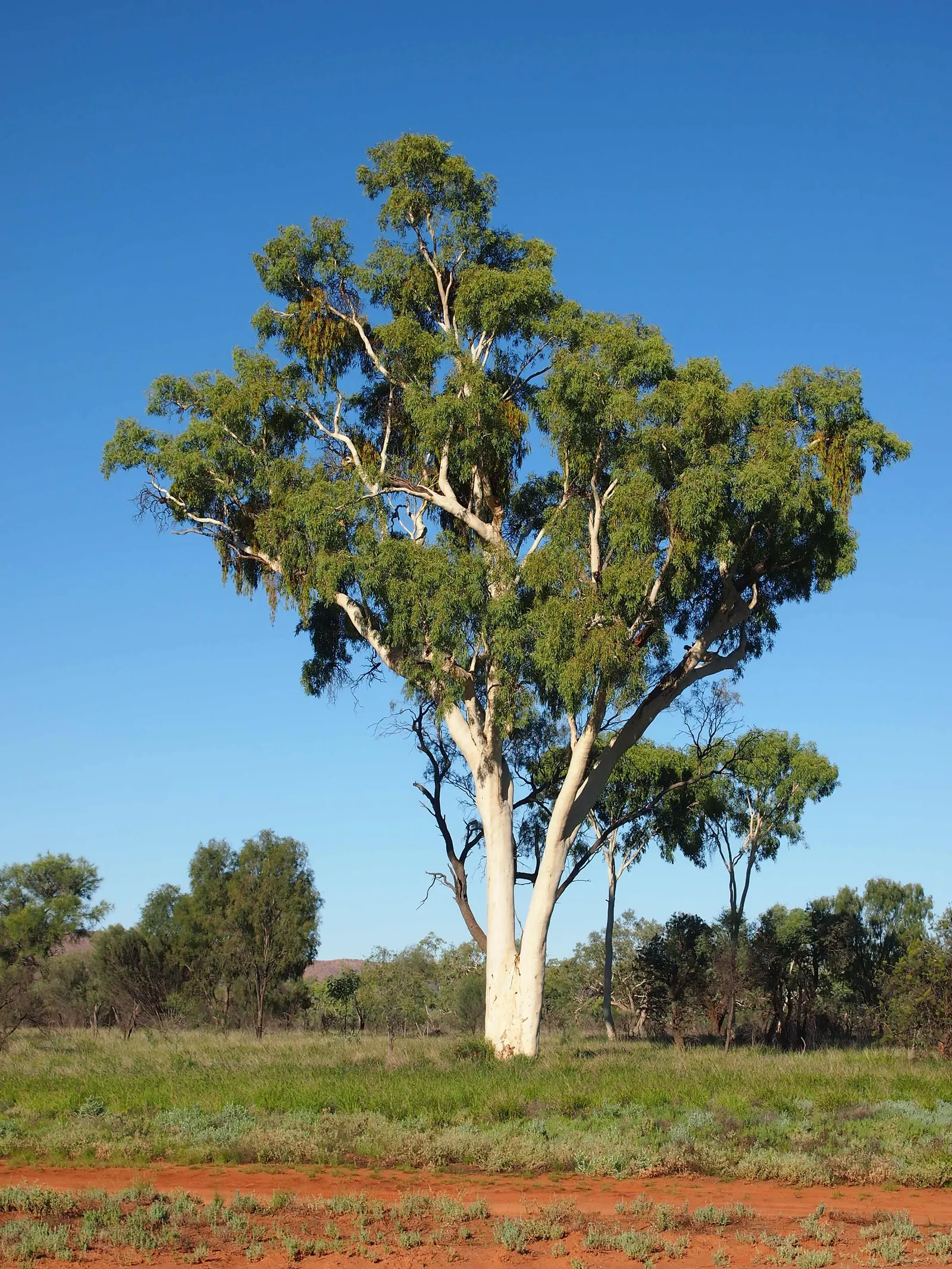 Ghost Gum (Eucalyptus Papuana) — white bark and haunting presence