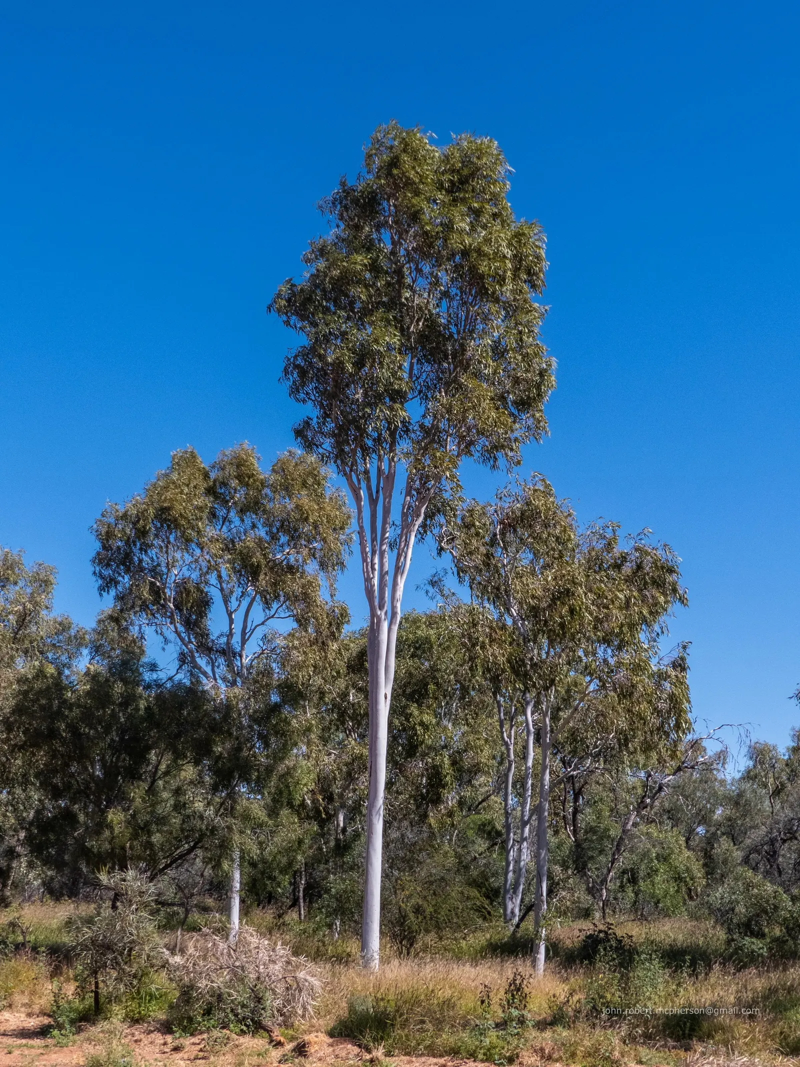 Ghost Gum (Eucalyptus Papuana) — typically up to 50-80 feet in height