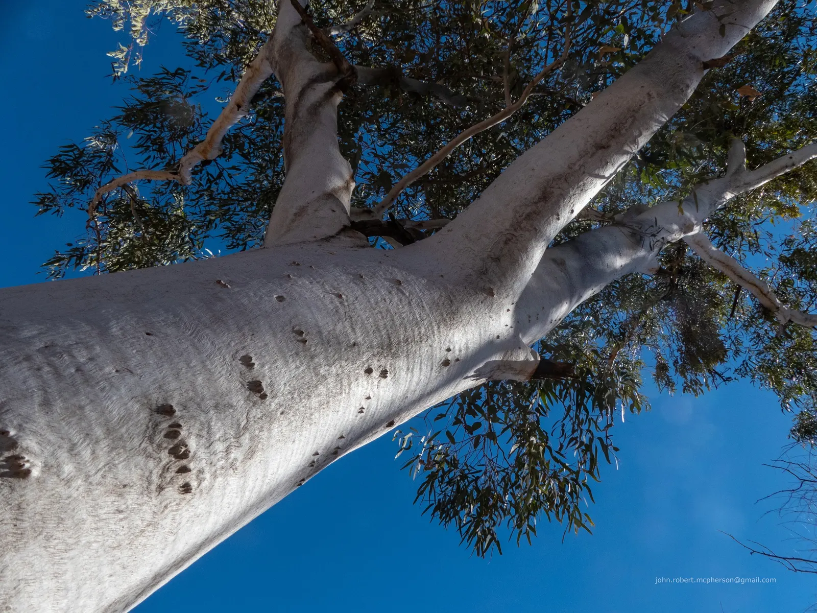 Ghost Gum (Eucalyptus Papuana) — As a landscape architect assistant