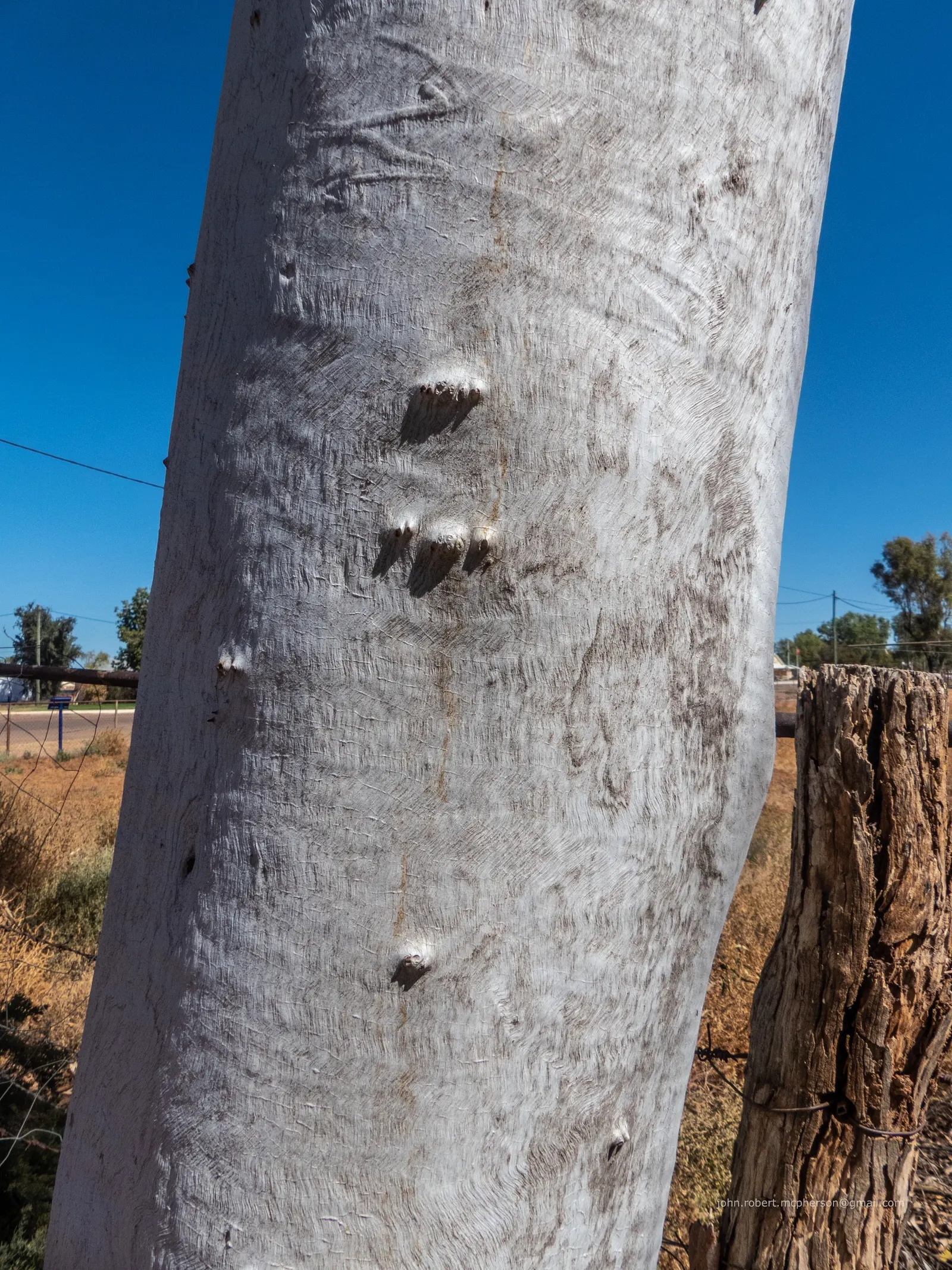 Ghost Gum (Eucalyptus Papuana) — scientifically known as Eucalyptus papuana