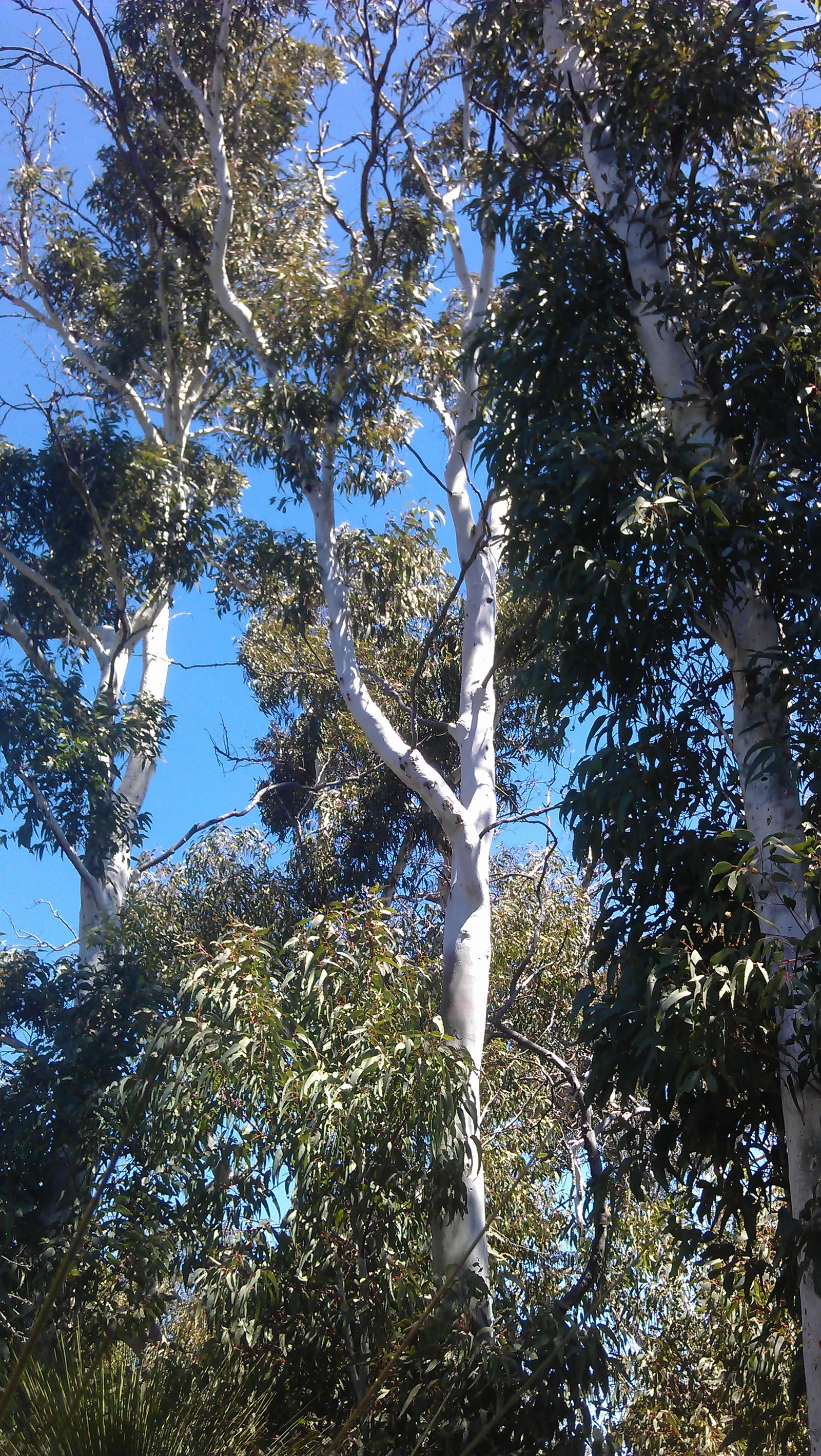 Ghost Gum (Eucalyptus Papuana) — Known for its distinctive
