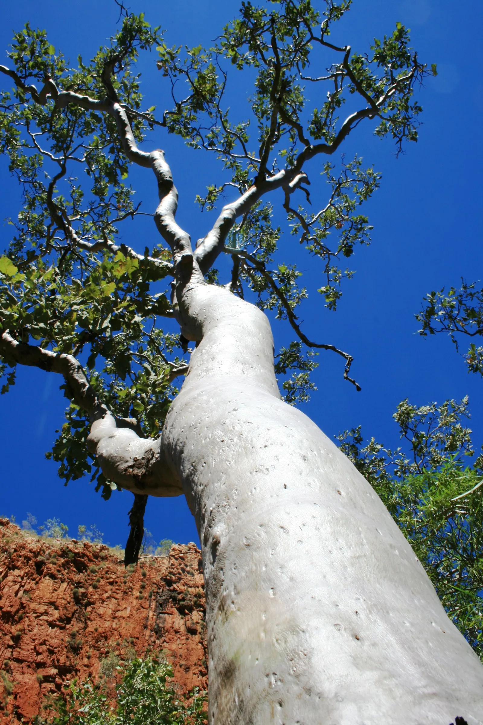 Ghost Gum (Eucalyptus Papuana) — It stands up to 80 feet tall, with a canopy spread of about 40 feet