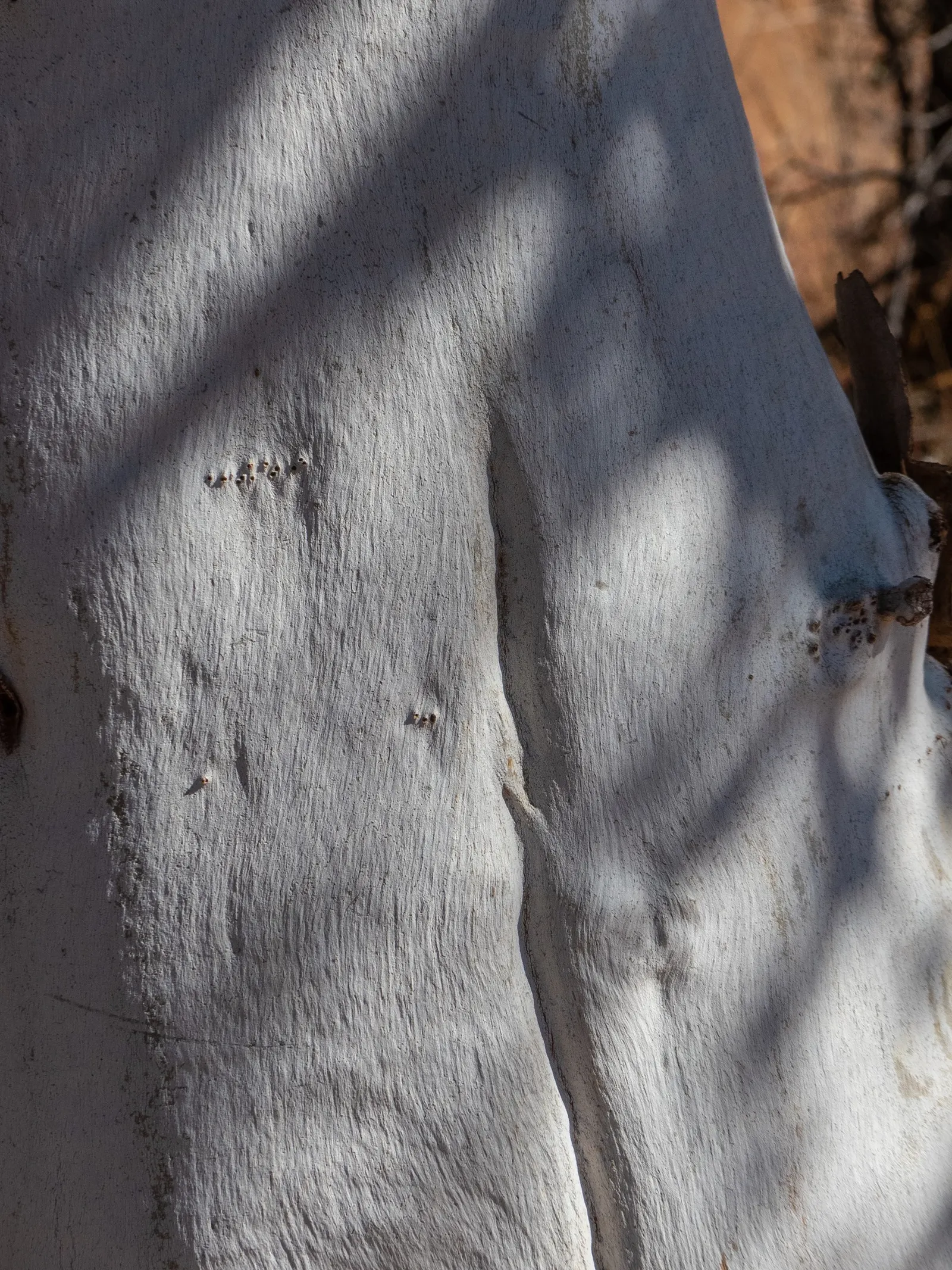 Ghost Gum (Eucalyptus Papuana) — is a striking piece of flora that adds a touch of elegance to any landscape design
