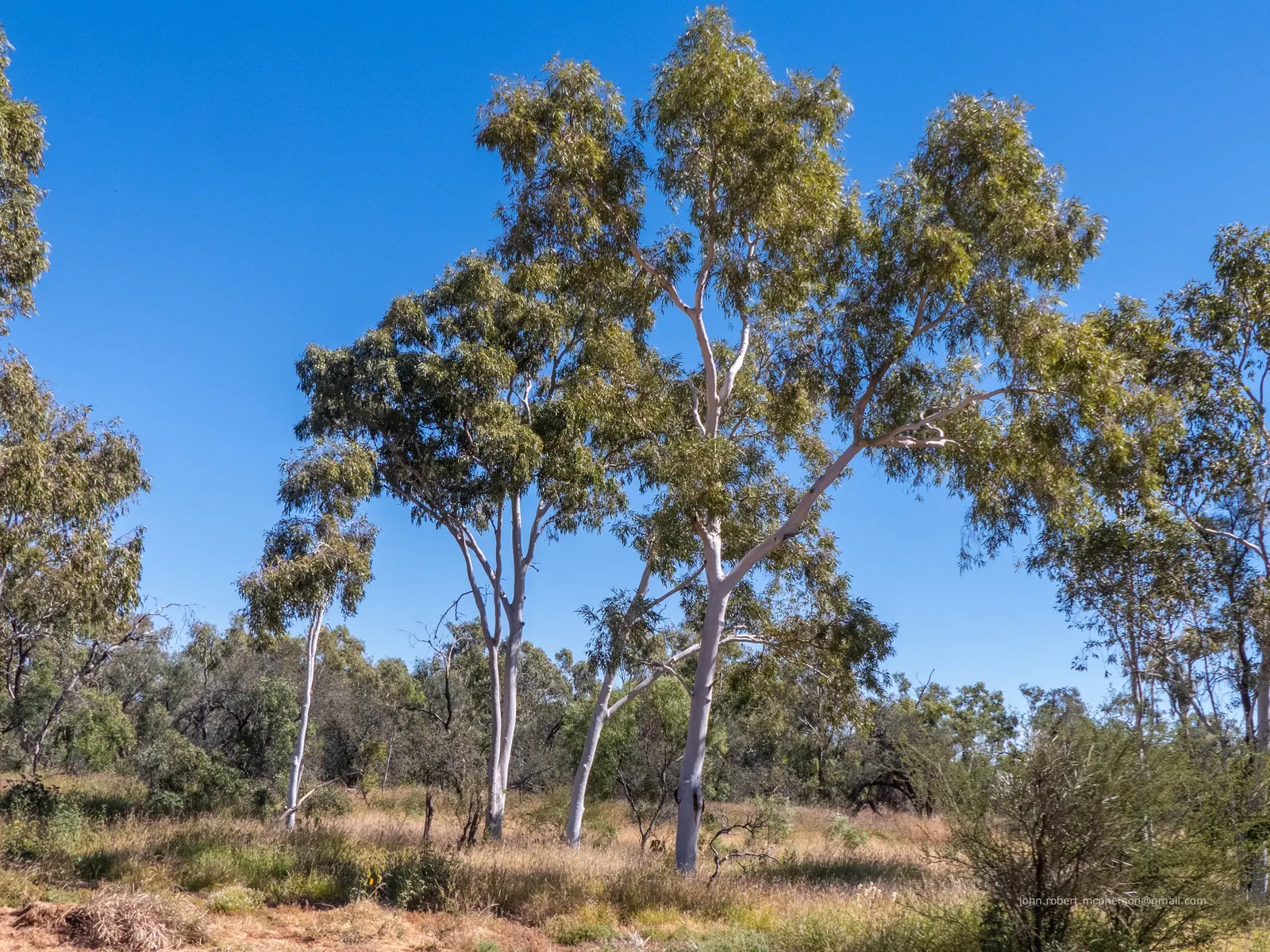 Ghost Gum (Eucalyptus Papuana) — with a canopy spread of approximately 20-30 feet