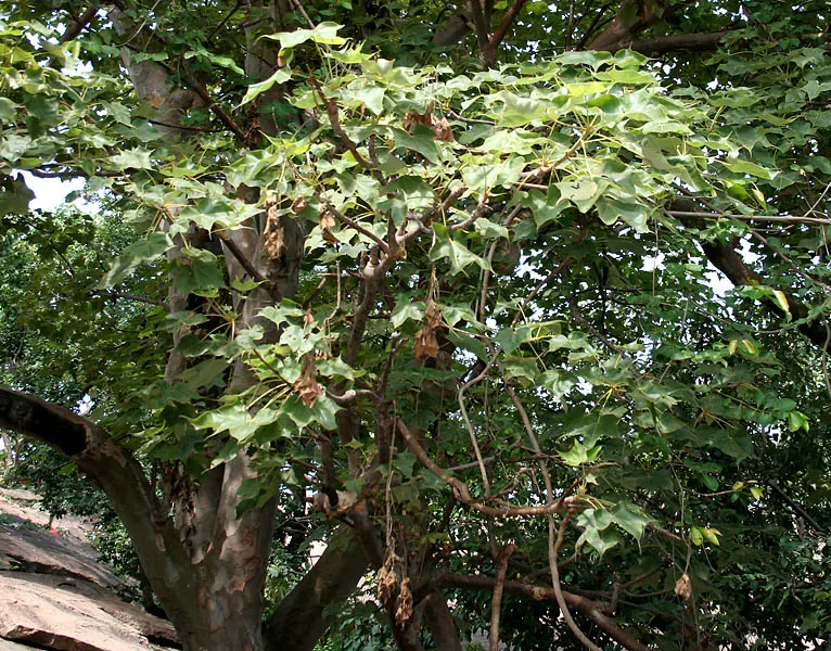 Ghost Gum (Eucalyptus Papuana) — The Ghost Gum (Eucalyptus papuana) is a striking Australian native