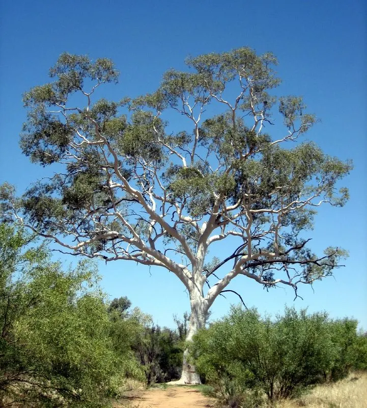 Ghost Gum (Eucalyptus Papuana) — This drought-resistant tree prefers full sun and well-drained soil