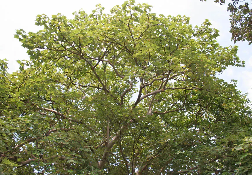 Ghost Gum (Eucalyptus Papuana) — this eucalyptus tree can reach an impressive size