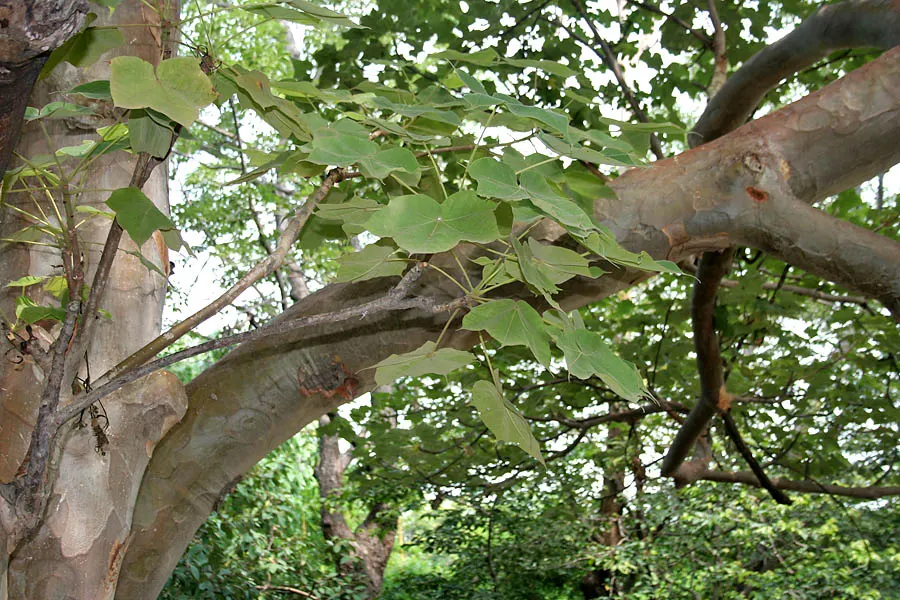 Ghost Gum (Eucalyptus Papuana) — chalky white bark that gleams in the sun