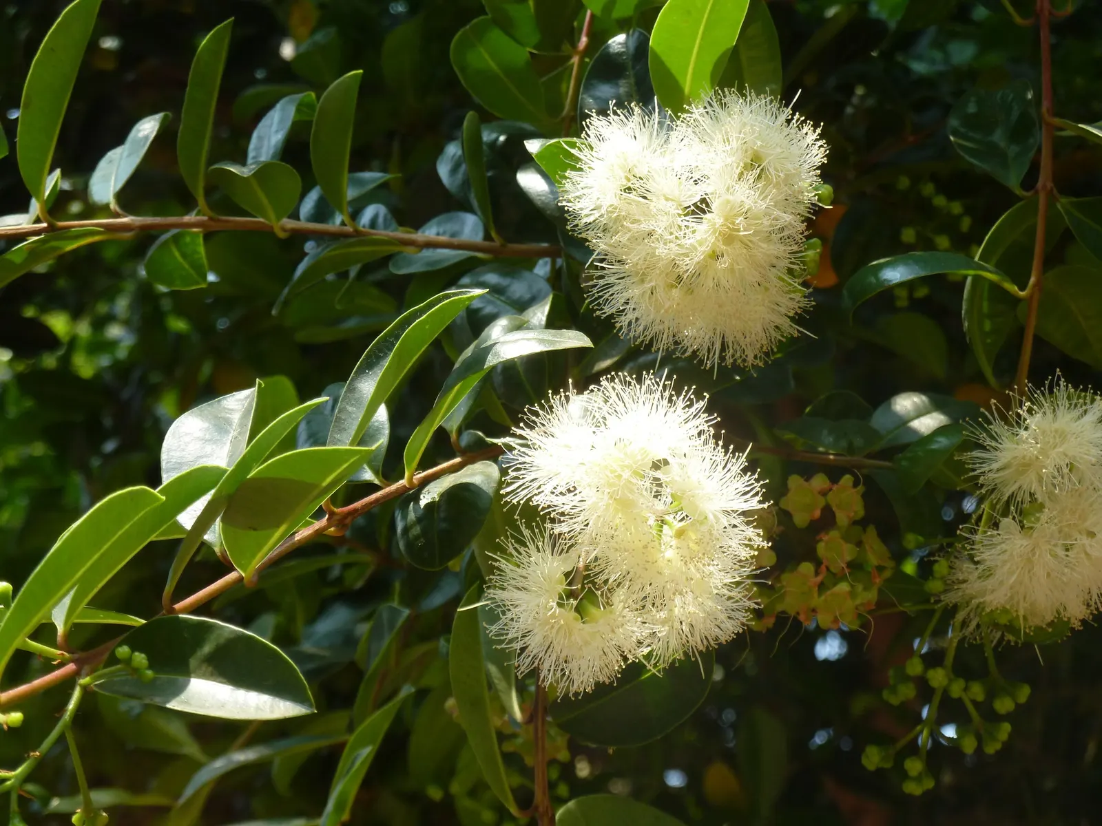 Brush Cherry (Syzygium Paniculatum) — scientifically known as Syzygium paniculatum; shrub / tree for full or half, image 53