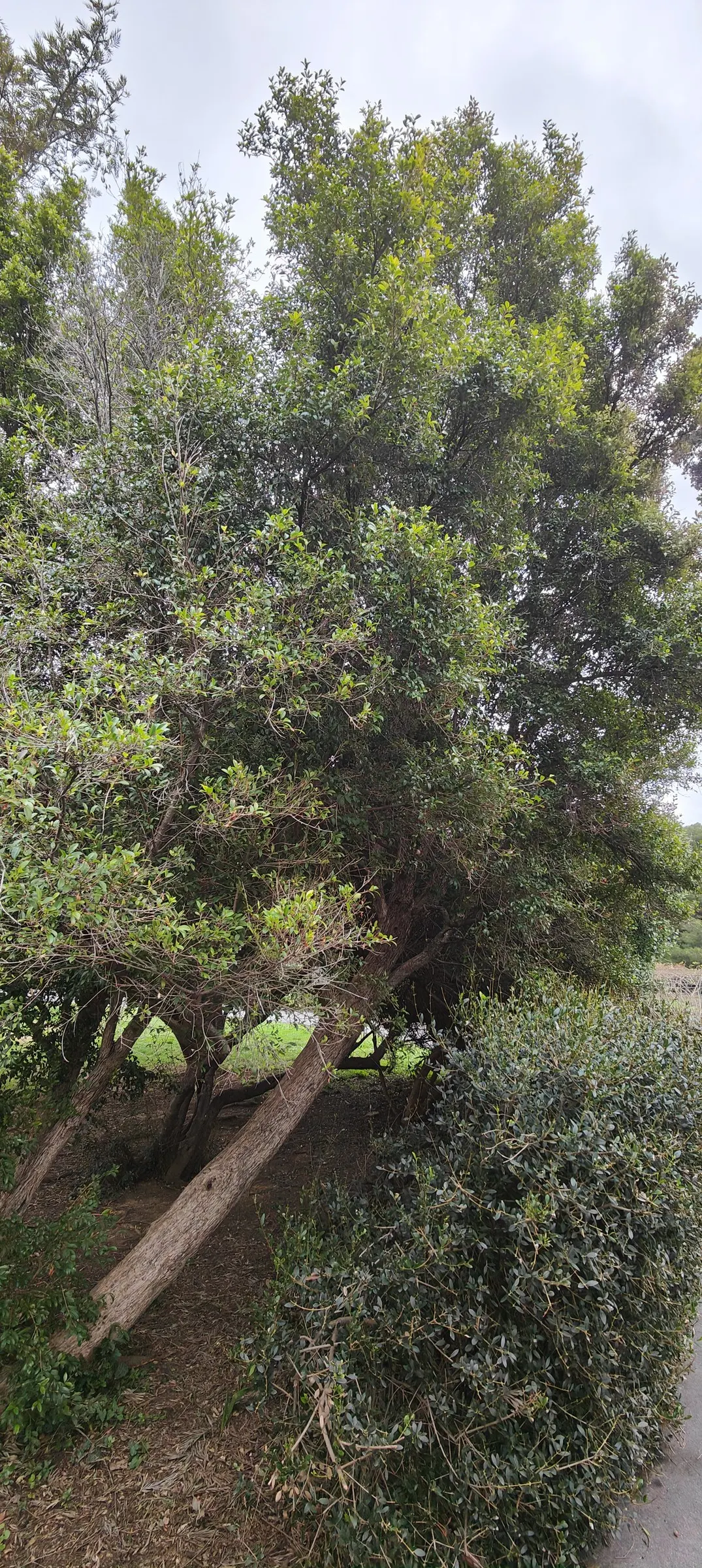 Brush Cherry (Syzygium Paniculatum) — Typically reaching 10-15 feet high and 5-8 feet wide, it boasts fluffy white flowers and edible red berries, image 48